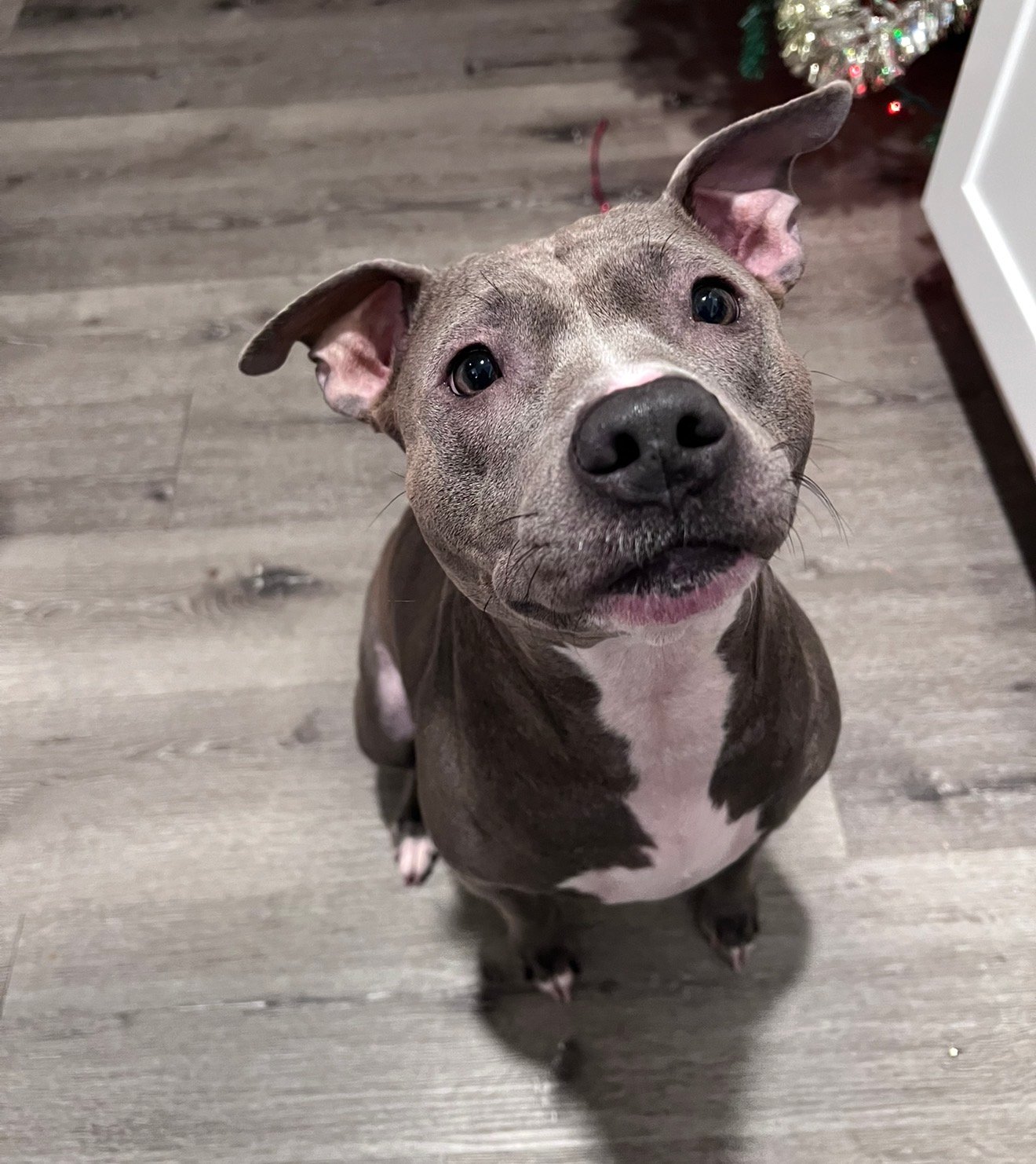 Foto de Mika con microchip 990000012820930