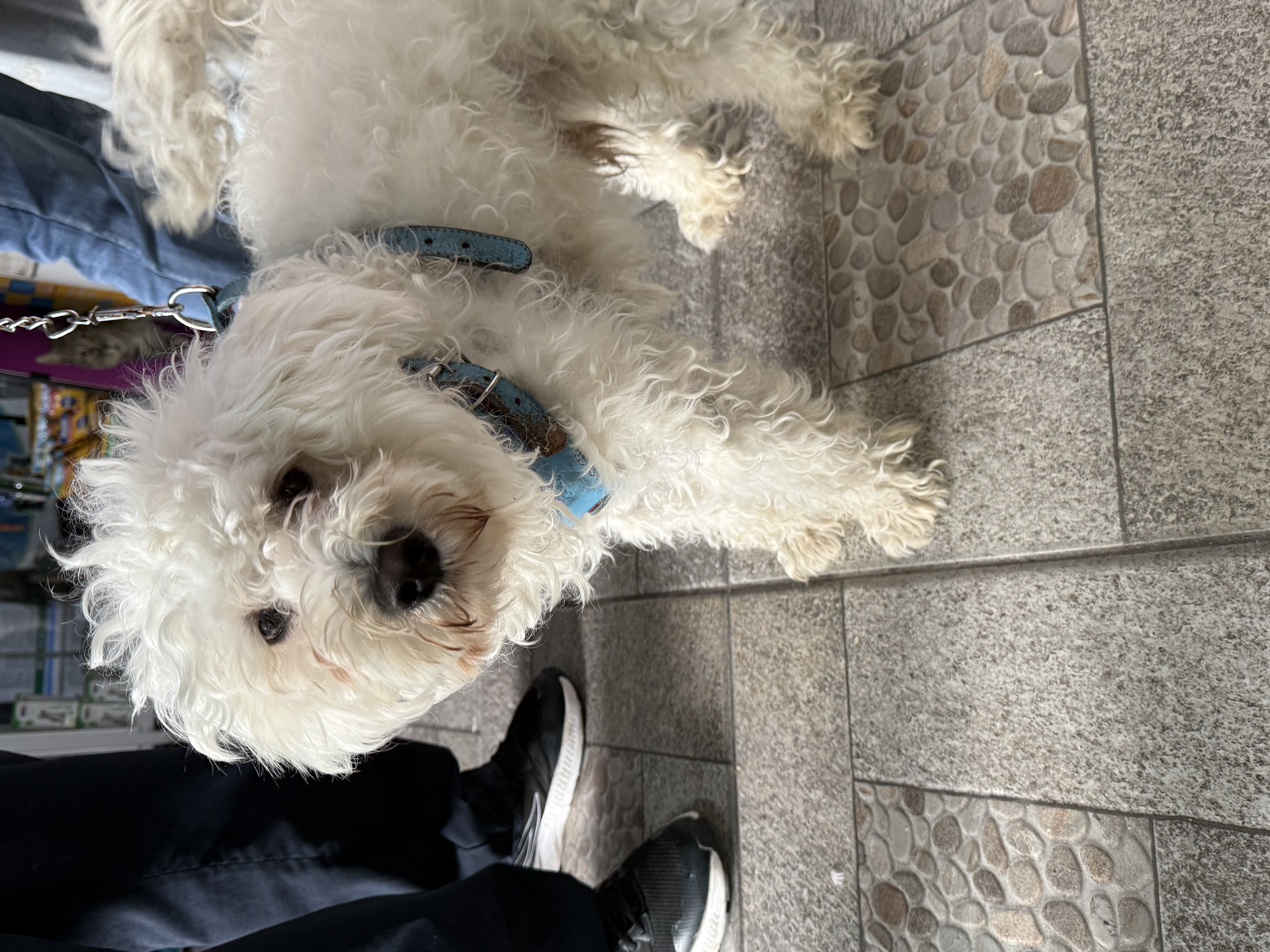 Foto de TILIN con microchip 990000014163272