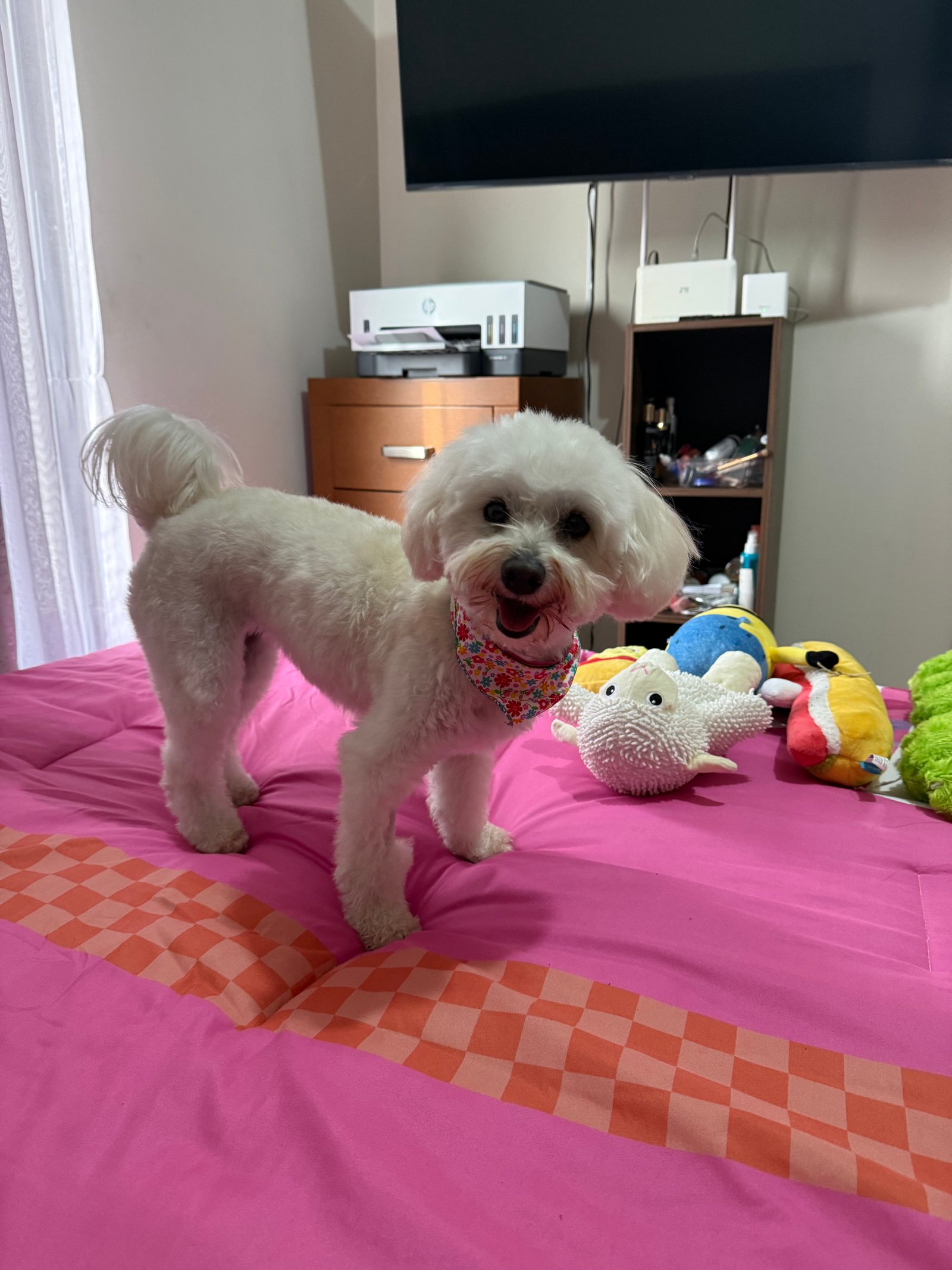 Foto de Conchita con microchip 990000014165140
