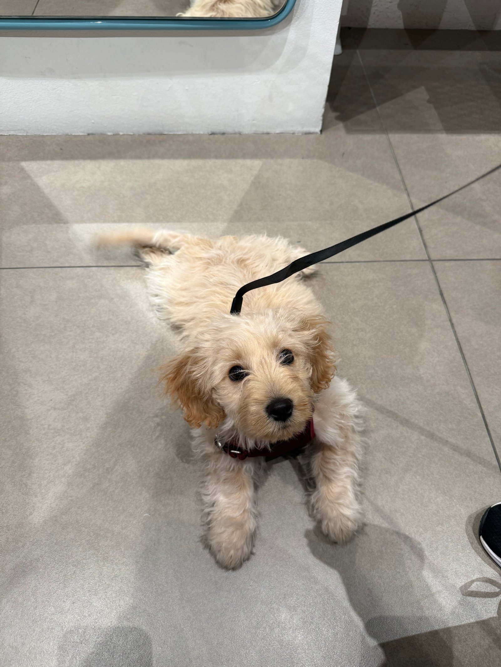 Foto de Junior H con microchip 990000014771359