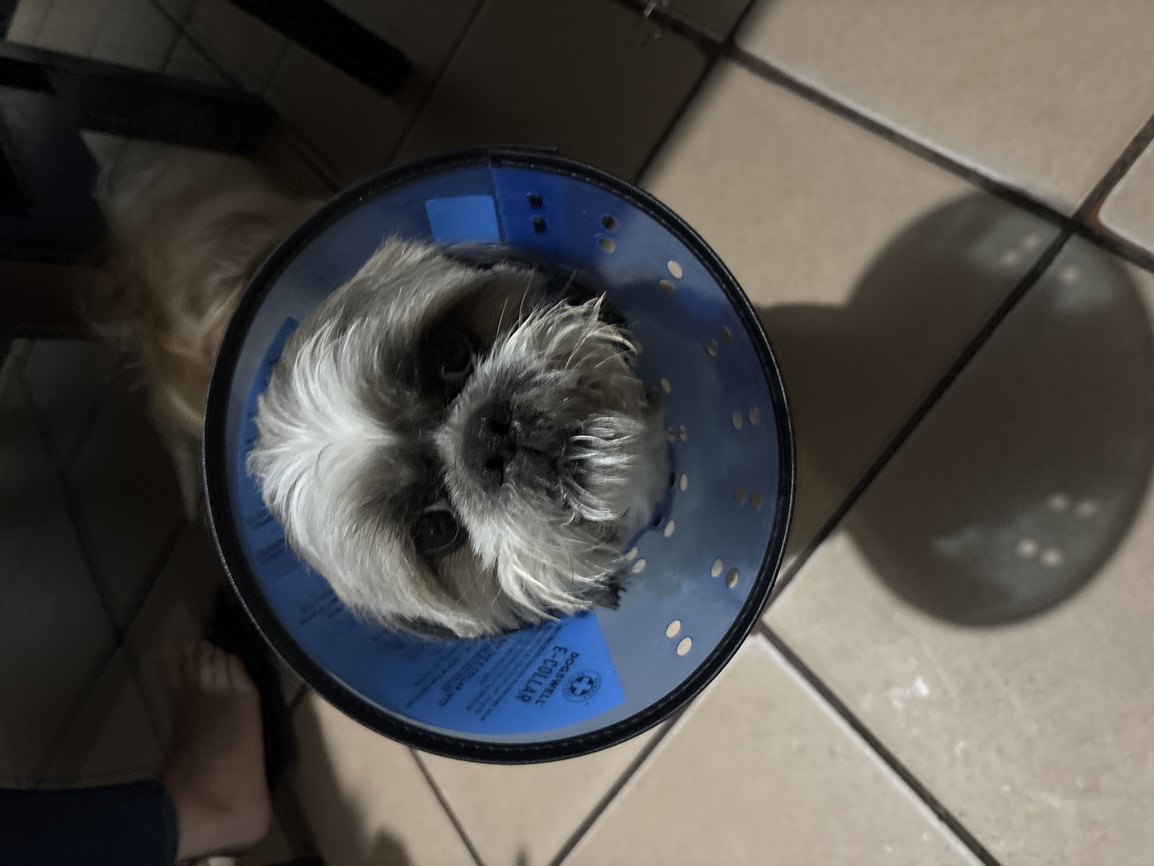 Foto de Dante Cano con microchip 990000014164430