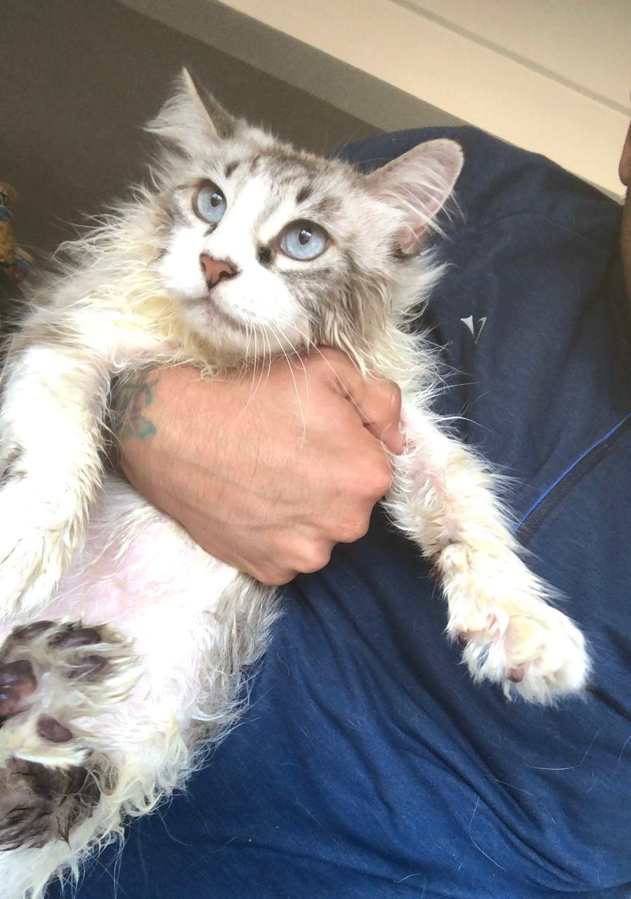 Foto de Peluda con microchip 990000014776829