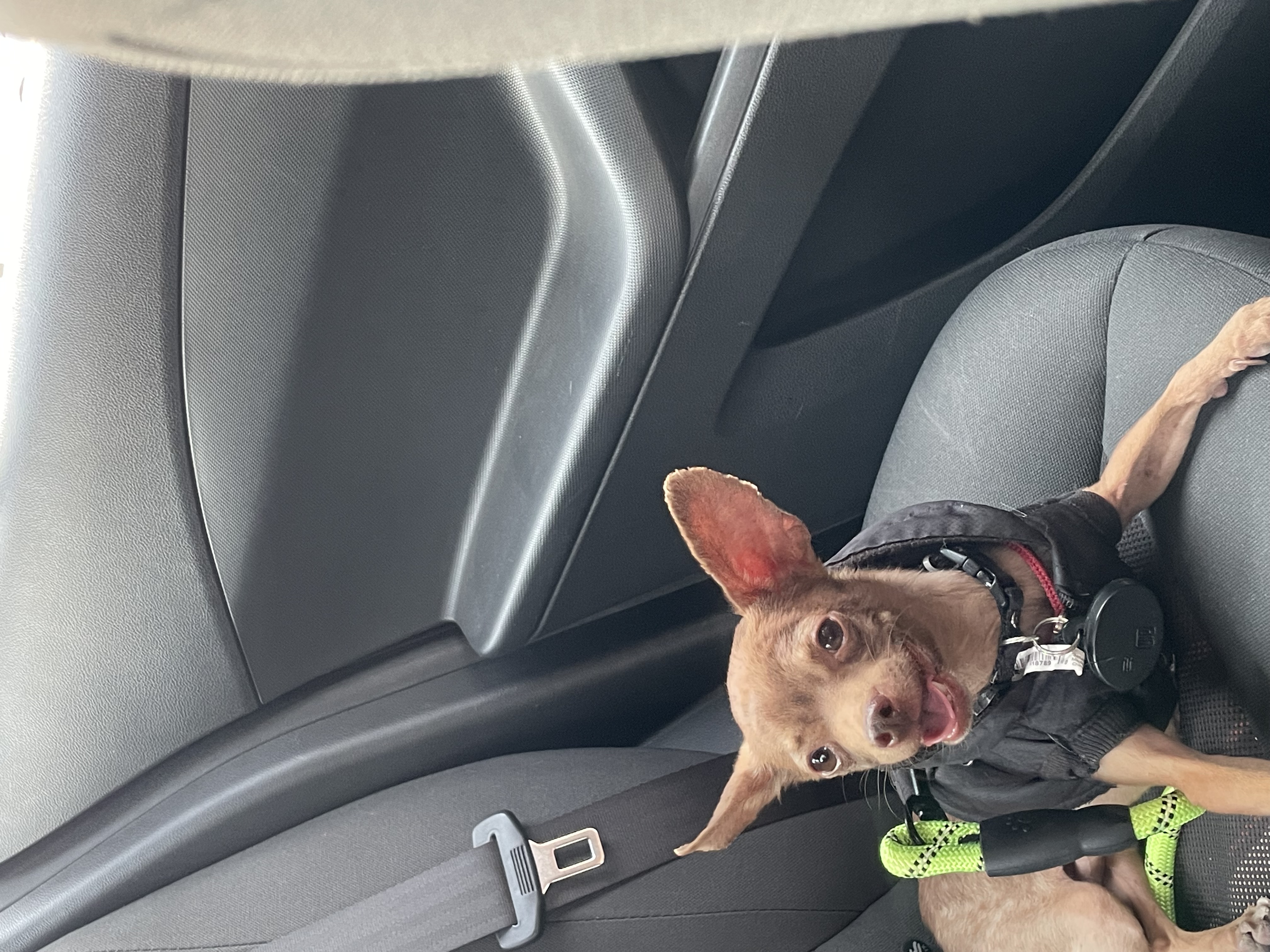 Foto de Chichan con microchip 990000014772023