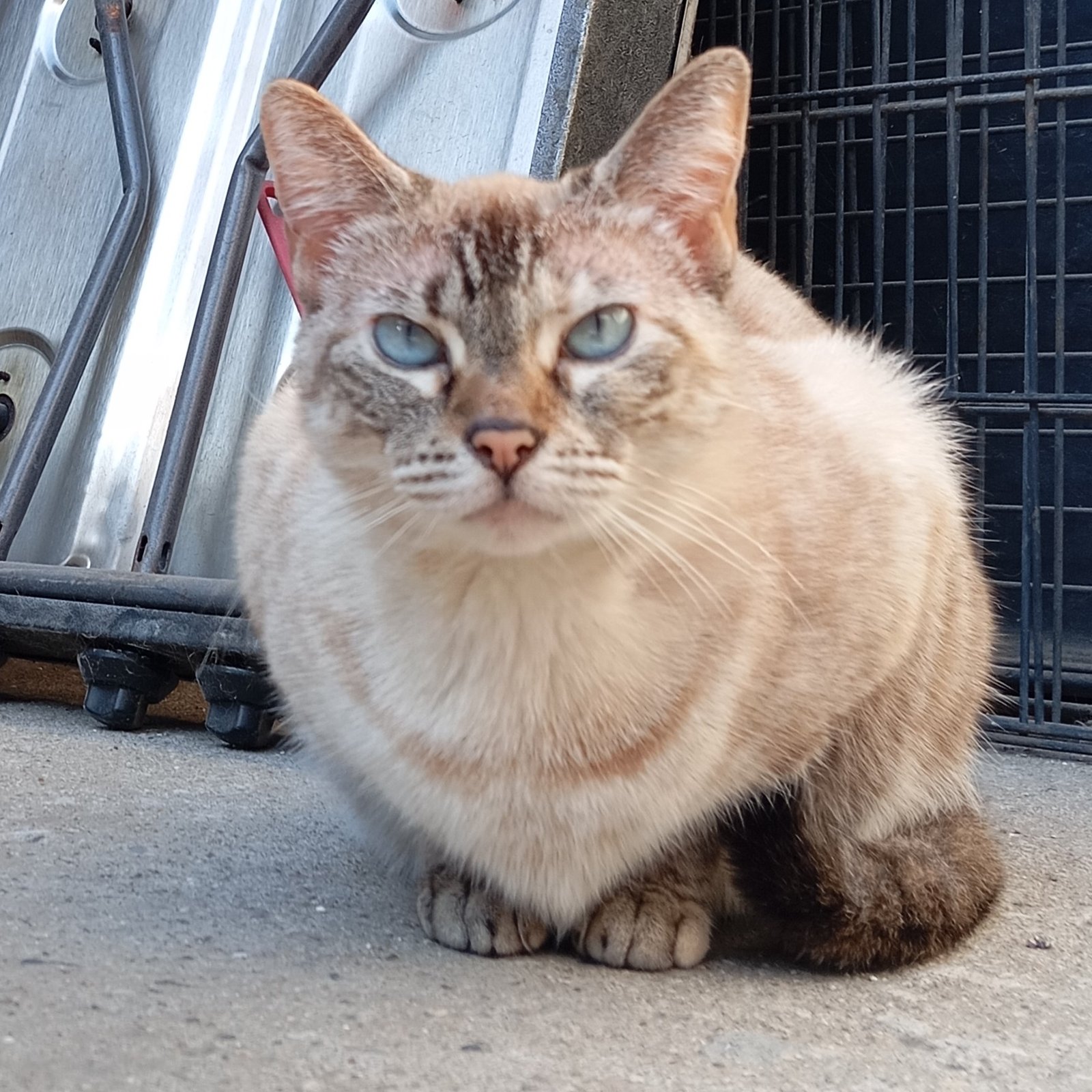 Foto de Pepa con microchip 990000014776761