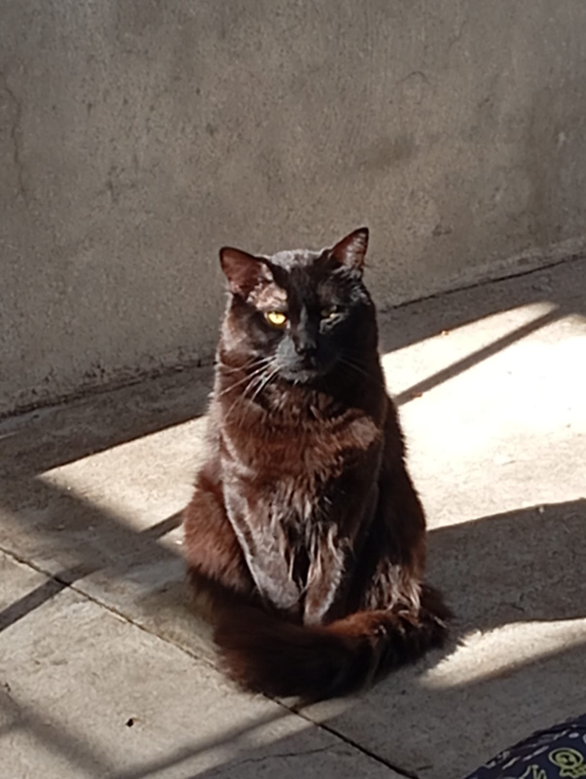 Foto de Luka Patuleco con microchip 990000014776833