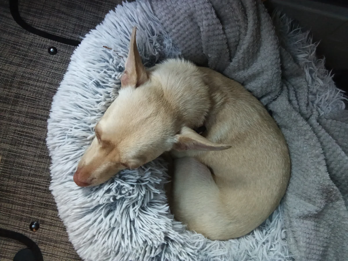 Foto de Lily con microchip 990000012839484