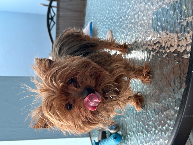 Foto de Sofy con microchip 990000012846326