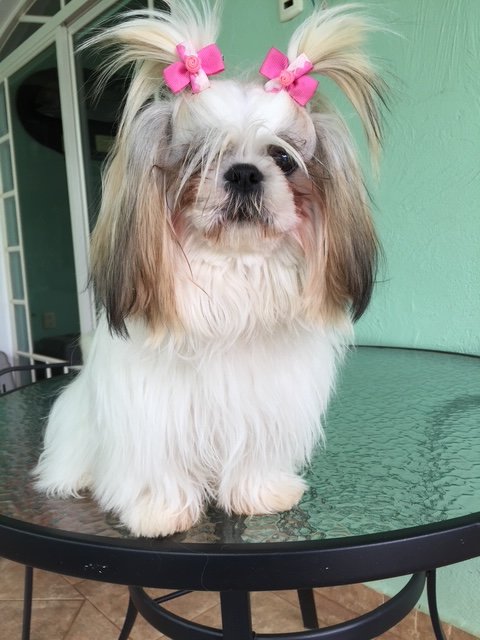 Foto de Zara con microchip 990000012846366