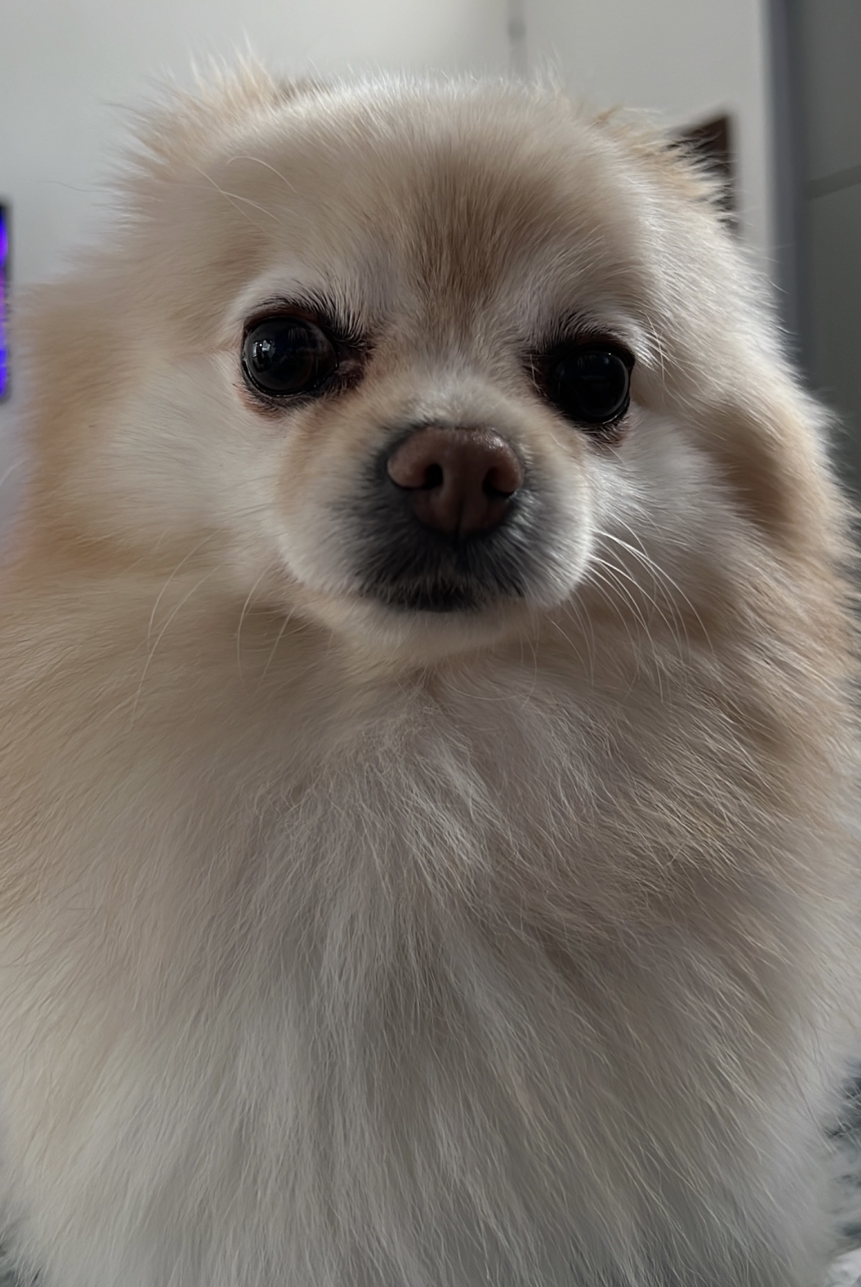 Foto de Emilio con microchip 990000014775887