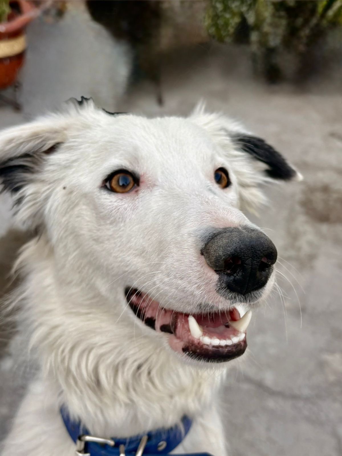 Foto de Nieve de Oreo con microchip 990000014781276
