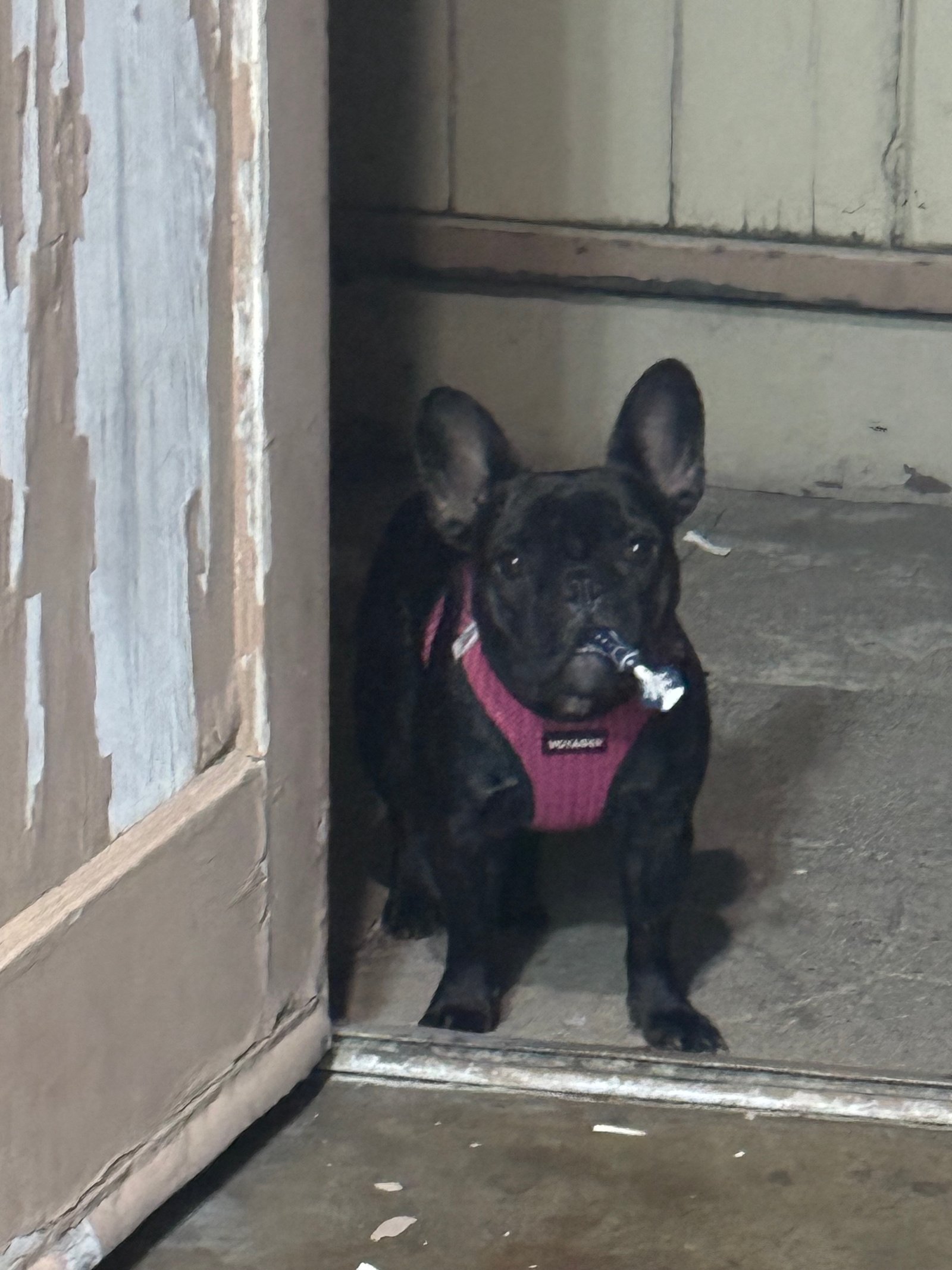 Foto de Vicky Prada con microchip 990000014773924