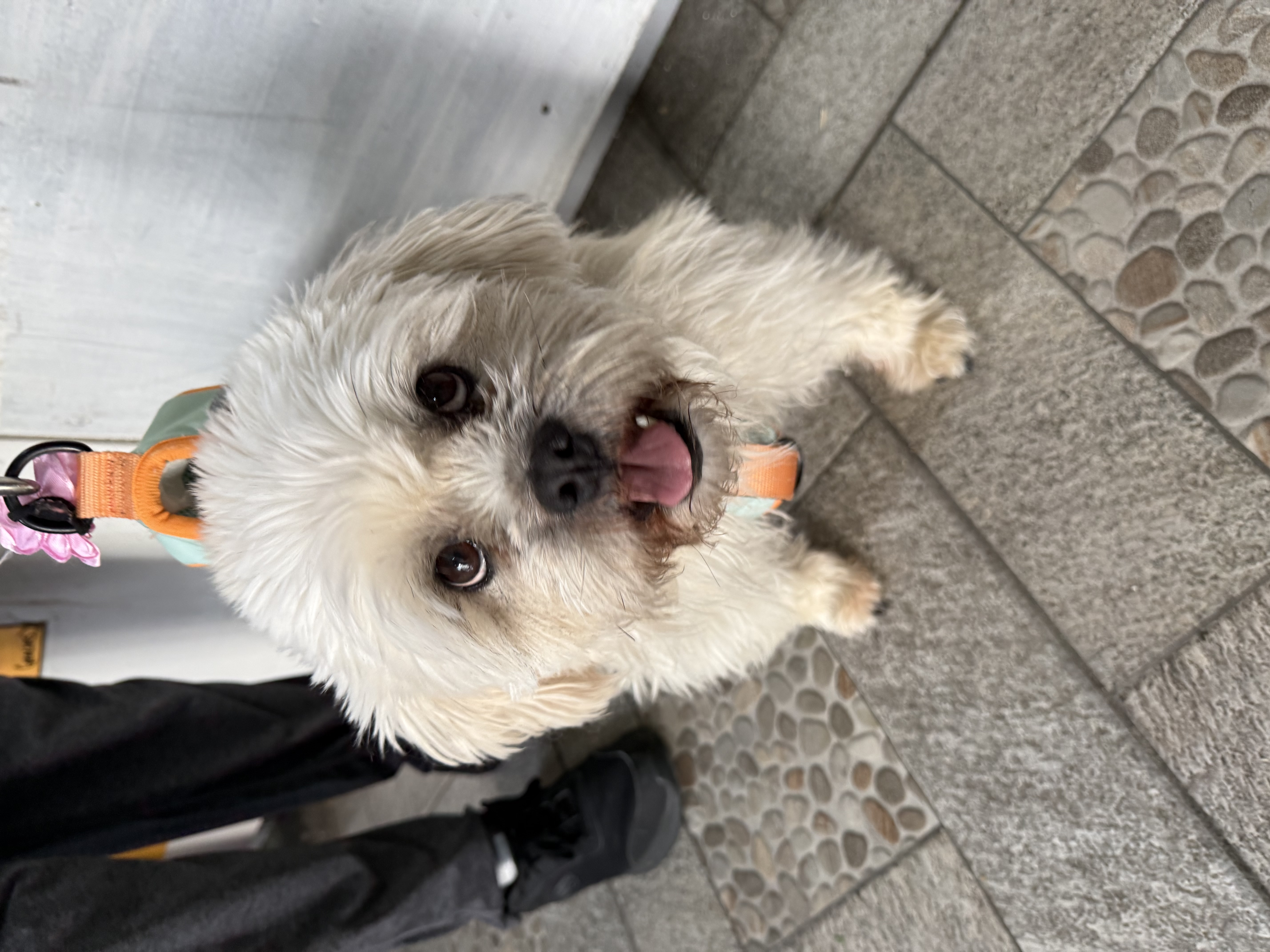 Foto de LUNITA LARA con microchip 990000014163273