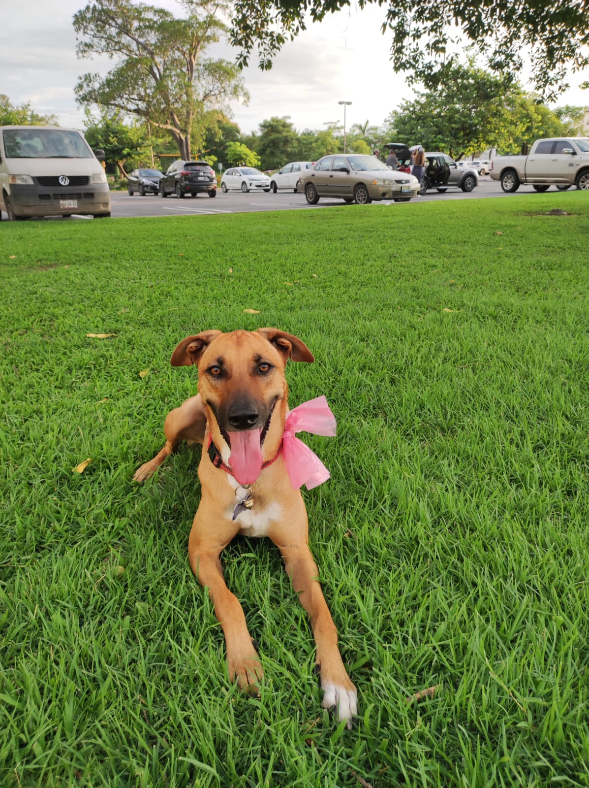 Foto de Koffin con microchip 990000014109593