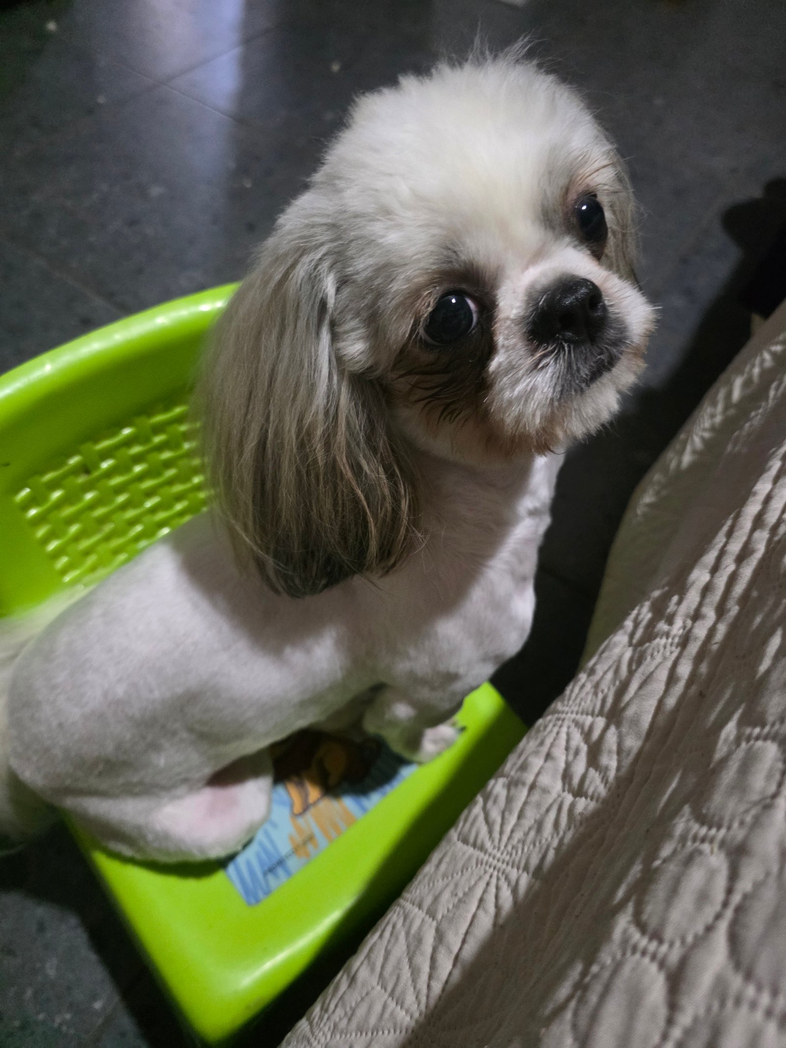 Foto de Greysi con microchip 990000014165395