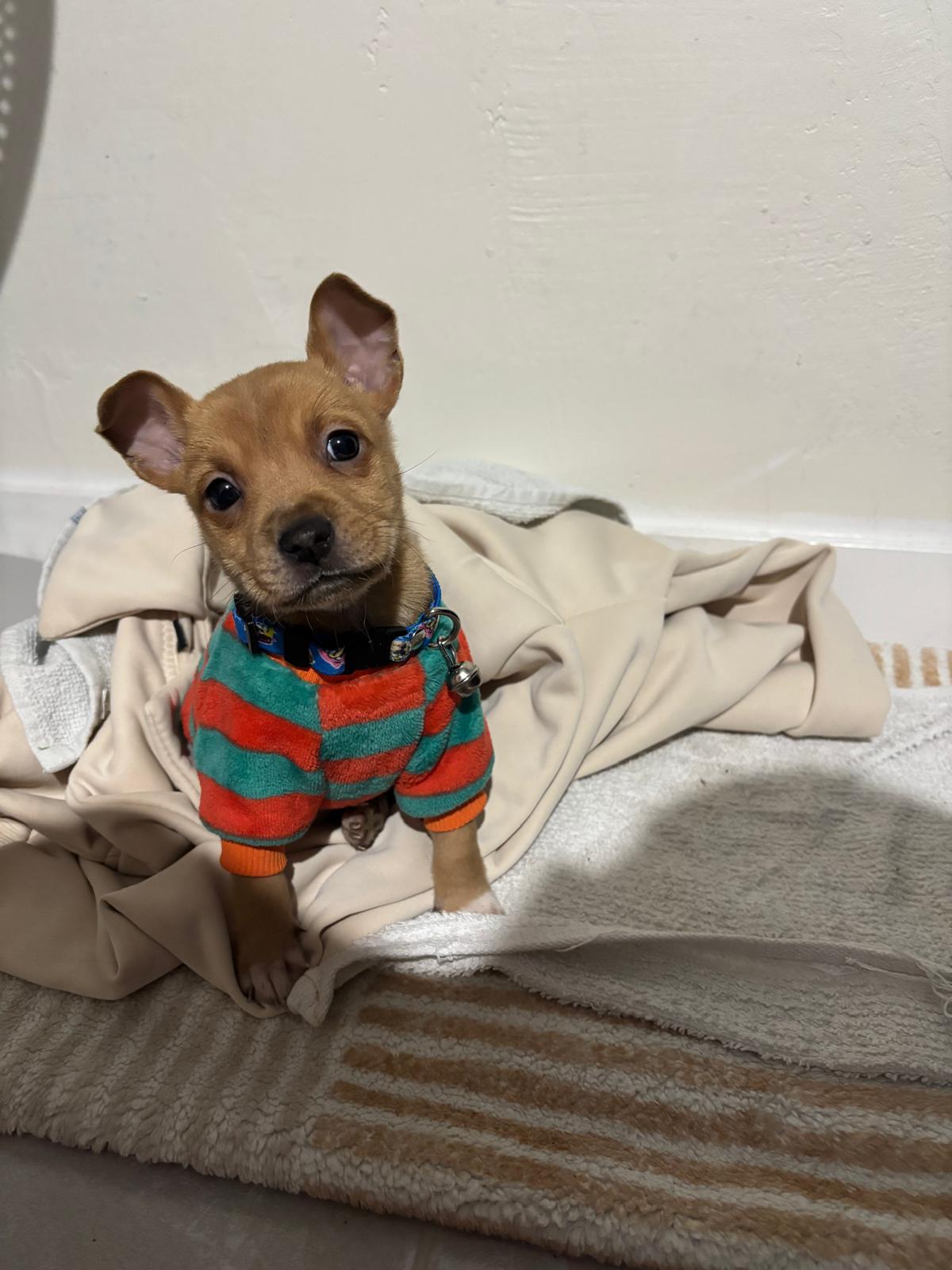 Foto de Tito con microchip 990000014777516