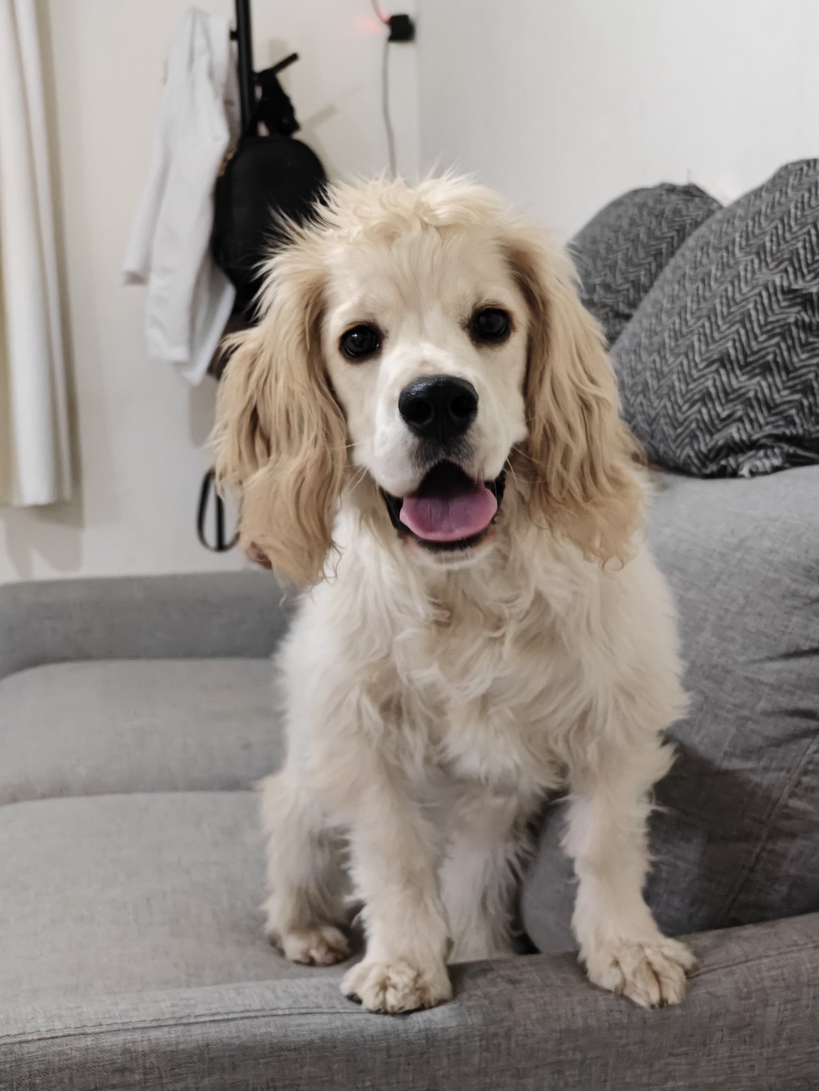 Foto de Renato con microchip 990000012839598