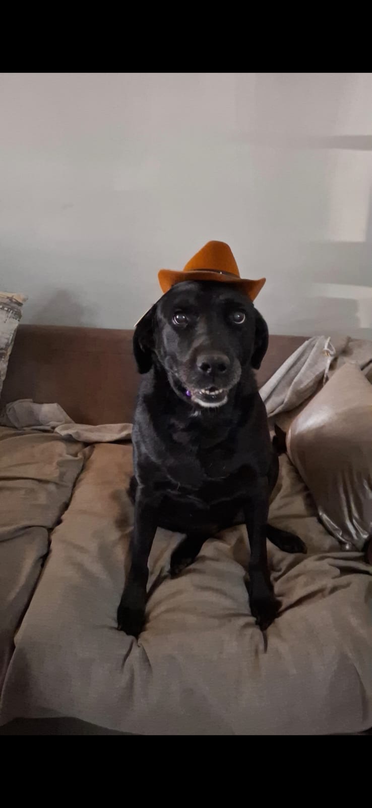 Foto de Negra con microchip 990000014110860