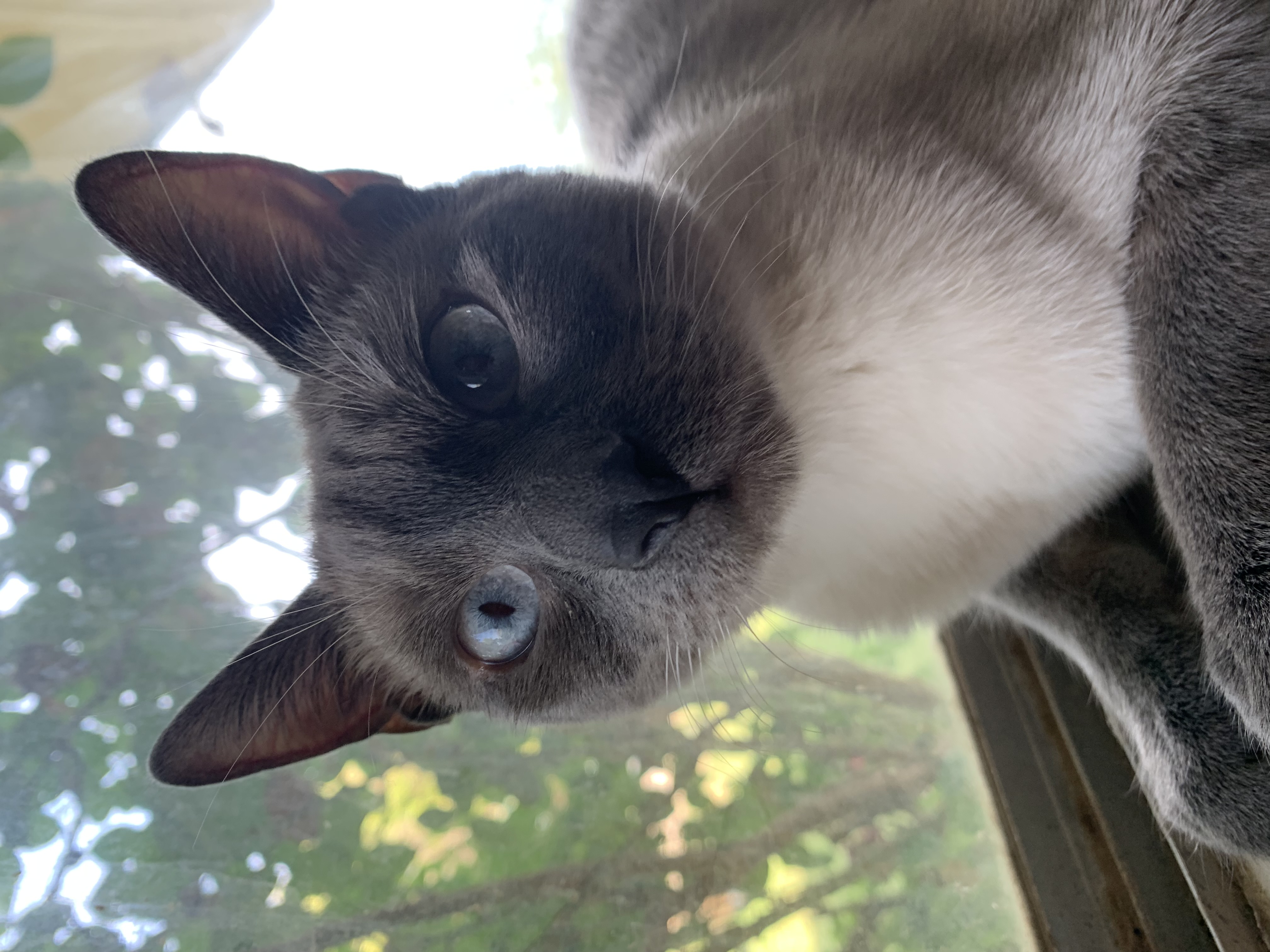 Foto de Abilisi con microchip 990000014777097