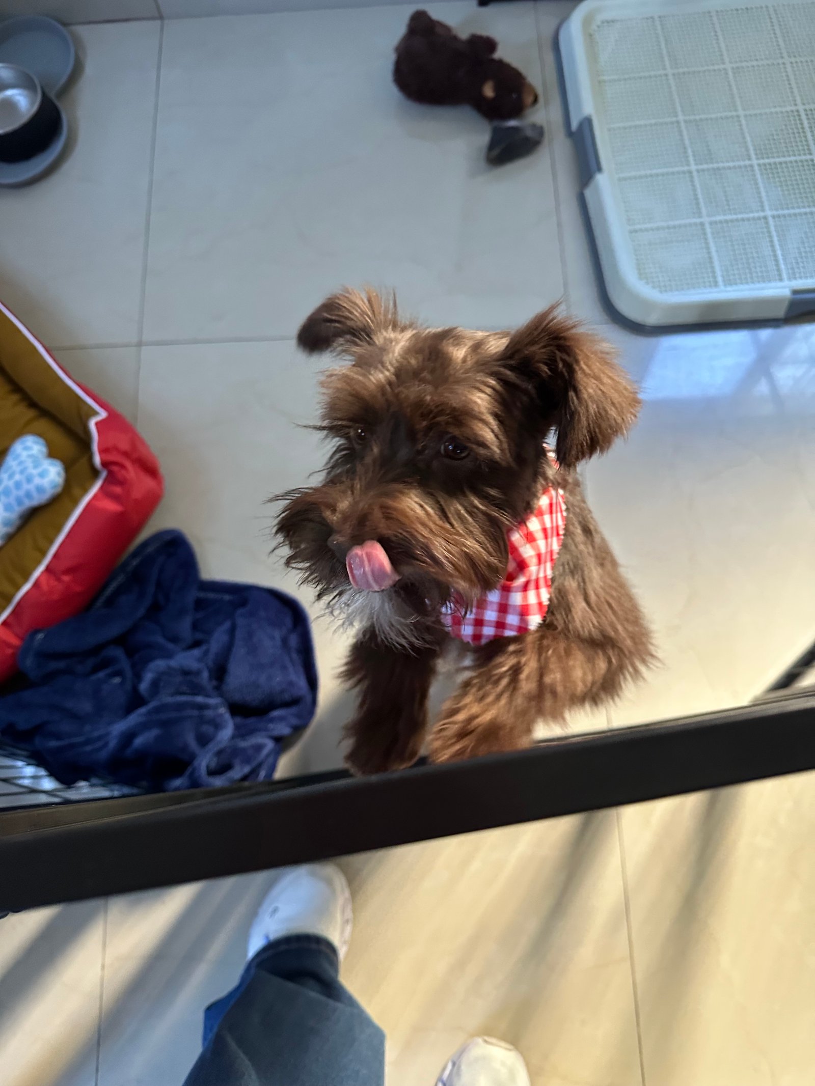 Foto de Rembrandt Remy con microchip 990000012843563