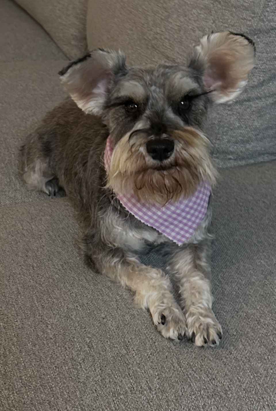 Foto de AdelHeidi con microchip 990000012843579
