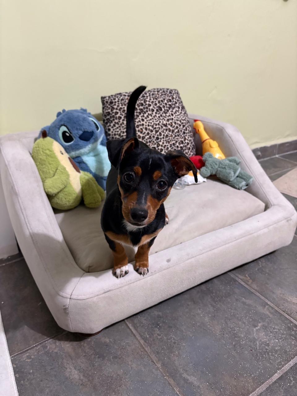 Foto de Masiosare con microchip 990000014771288