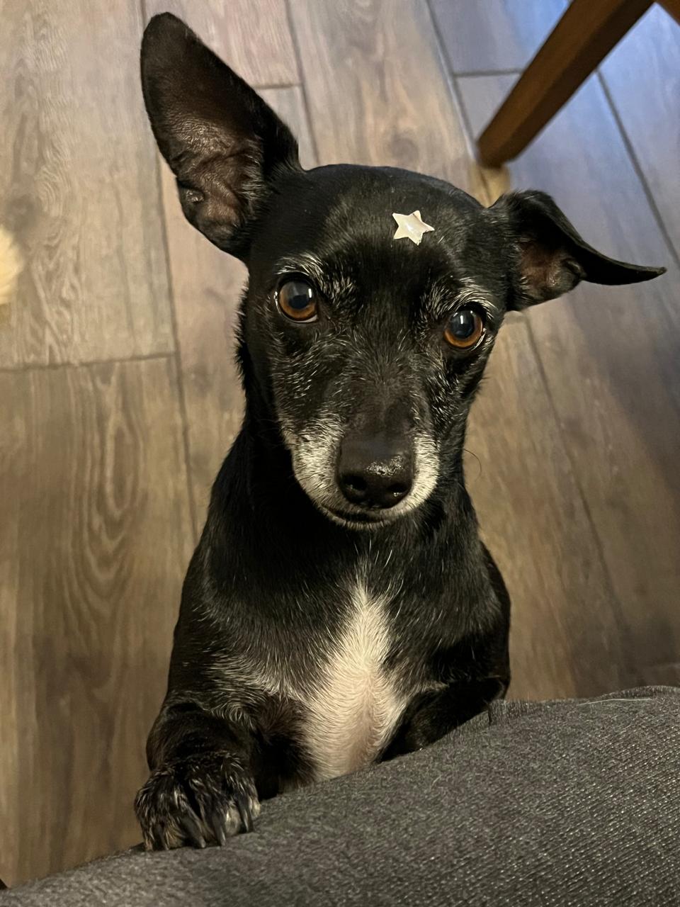 Foto de Dasha con microchip 990000012840983