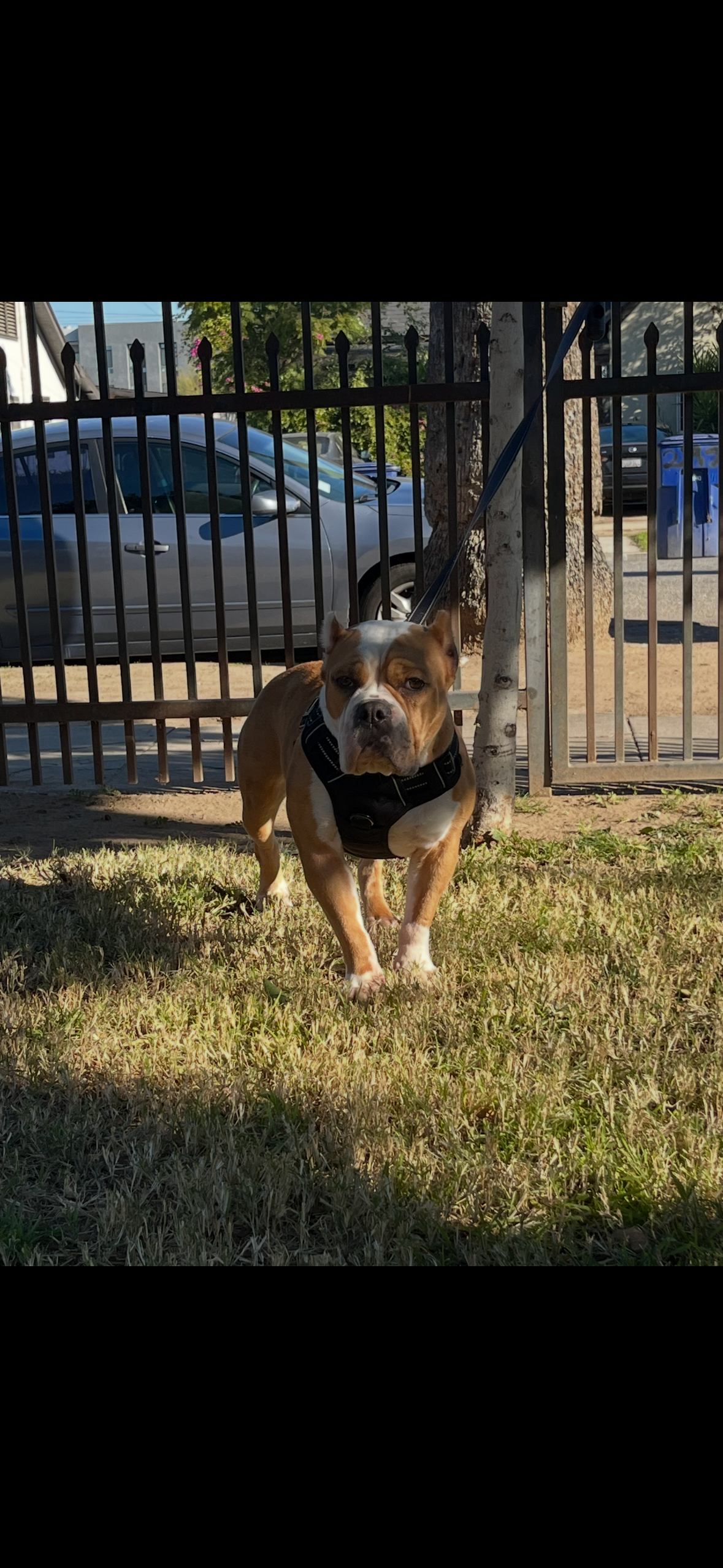 Foto de Faith vasquez con microchip 990000012849296