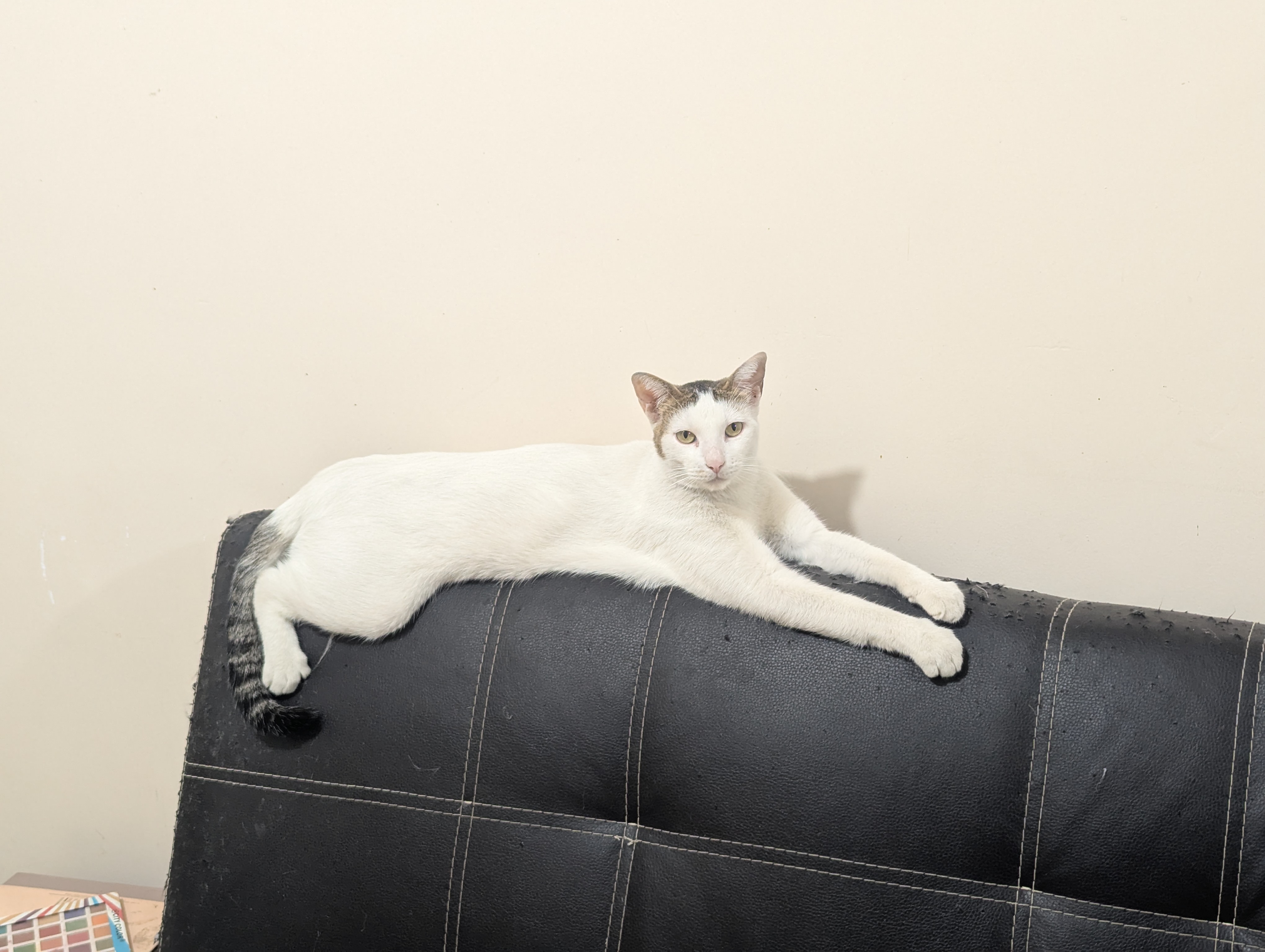Foto de Paris con microchip 990000012841448