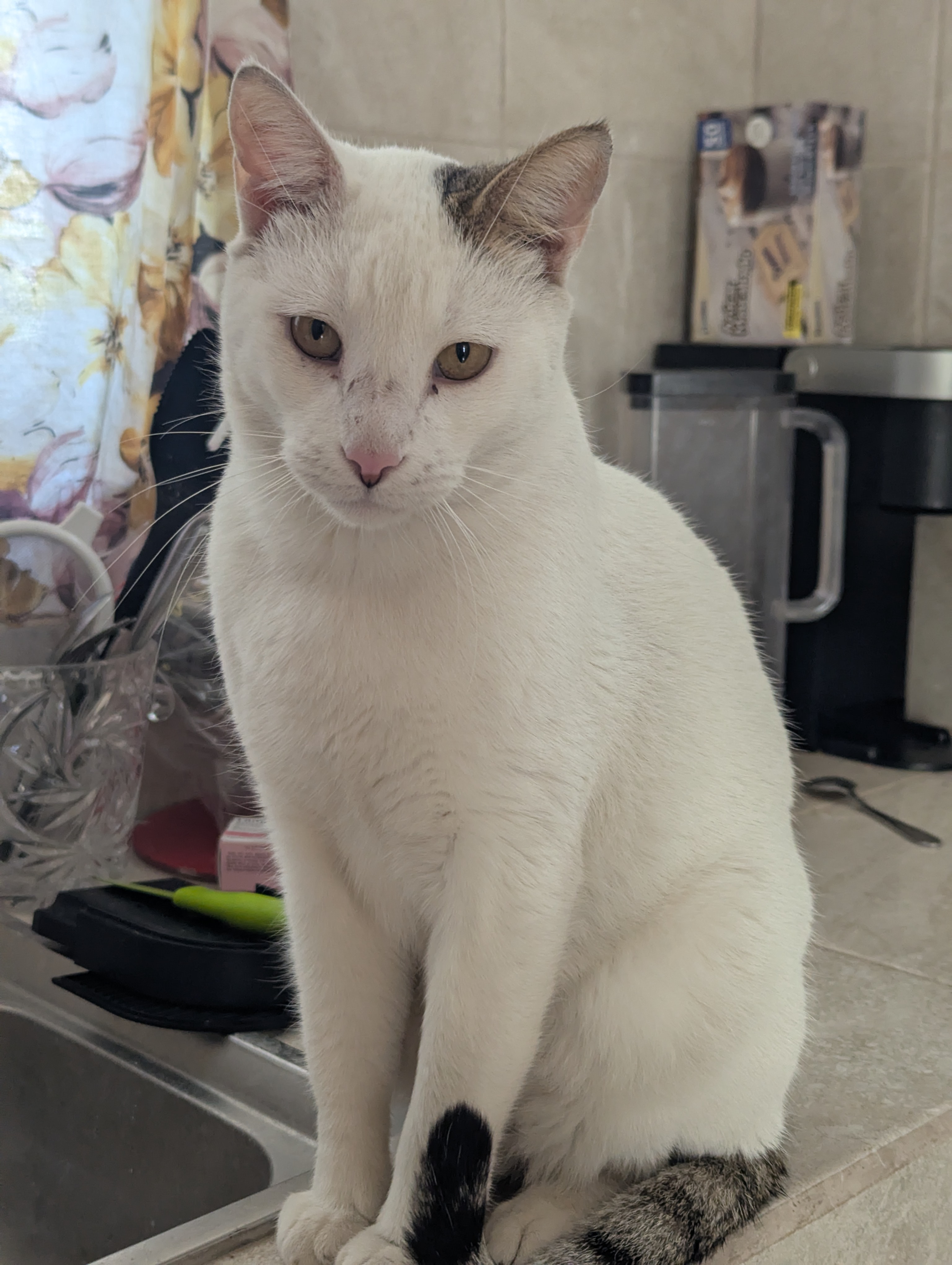 Foto de Irbis con microchip 990000012841311