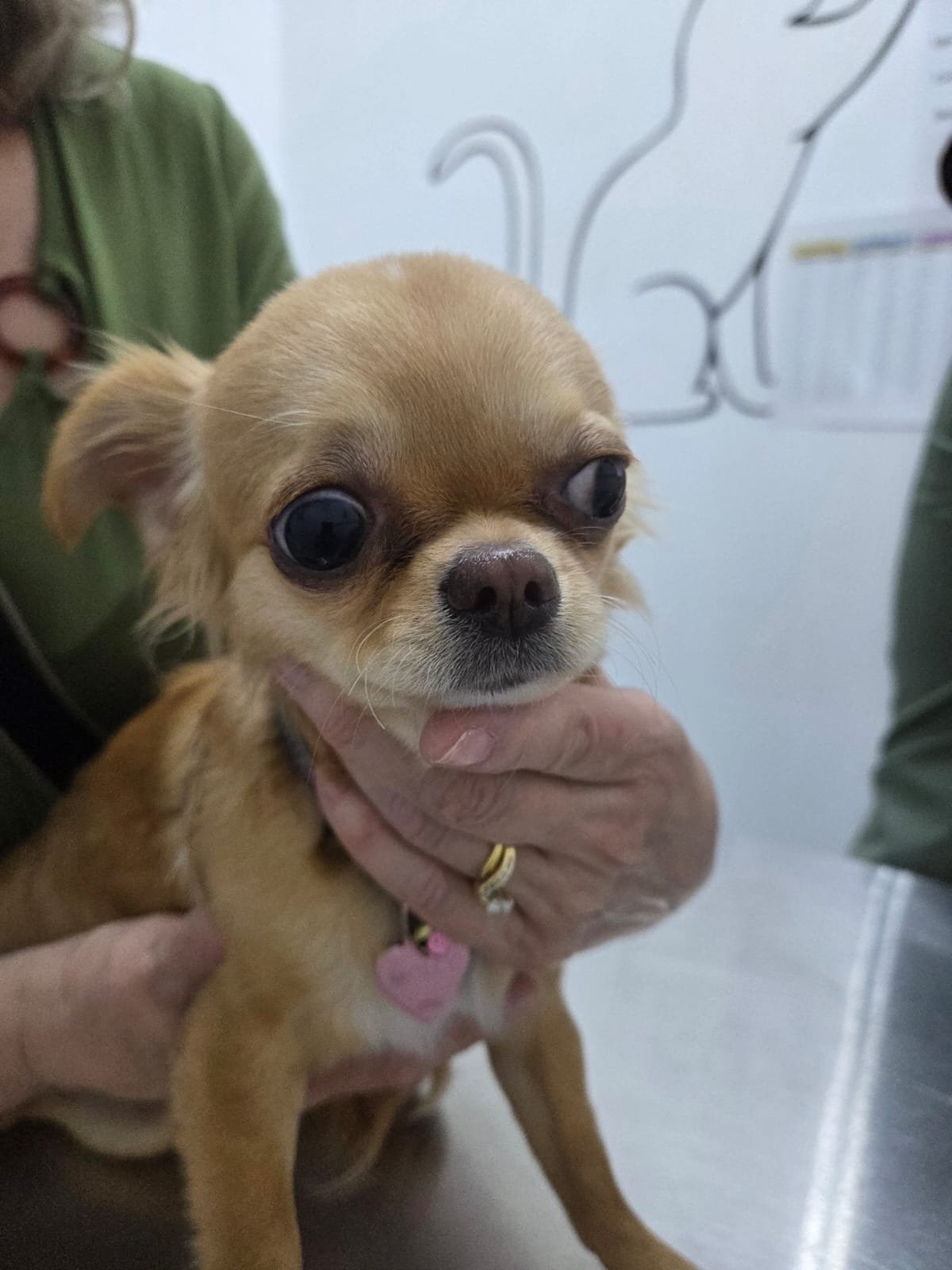 Foto de Molly con microchip 990000014778353
