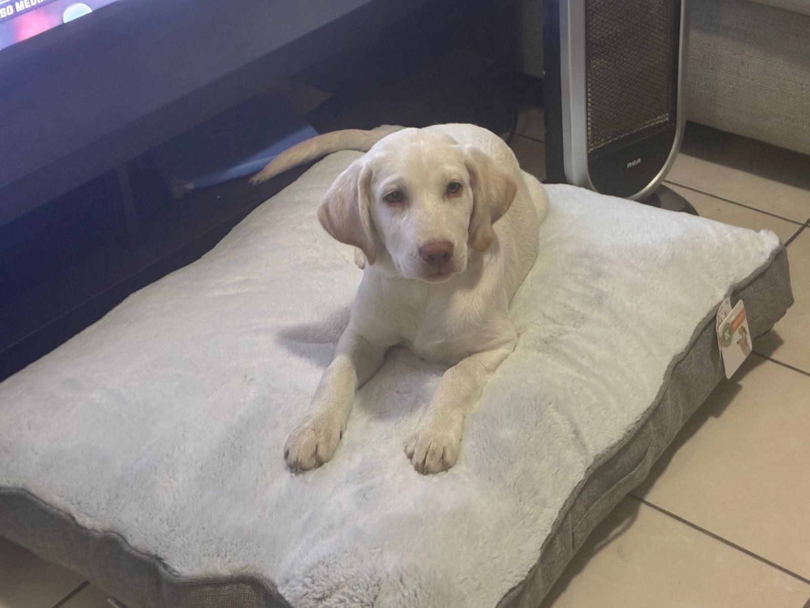 Foto de Max con microchip 990000014779025