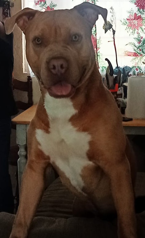 Foto de Cachito con microchip 990000012840475