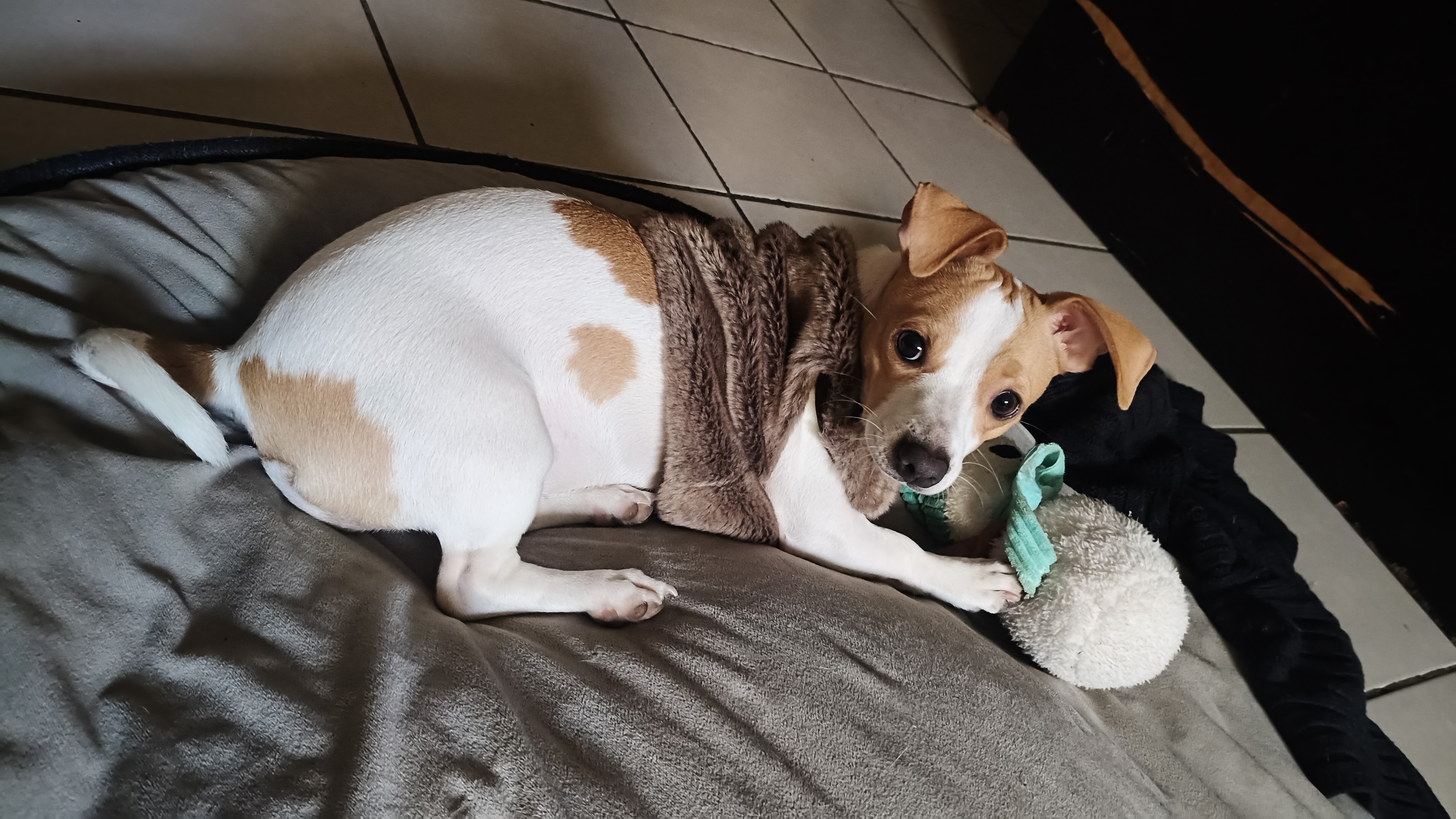Foto de Lilo con microchip 990000014778626