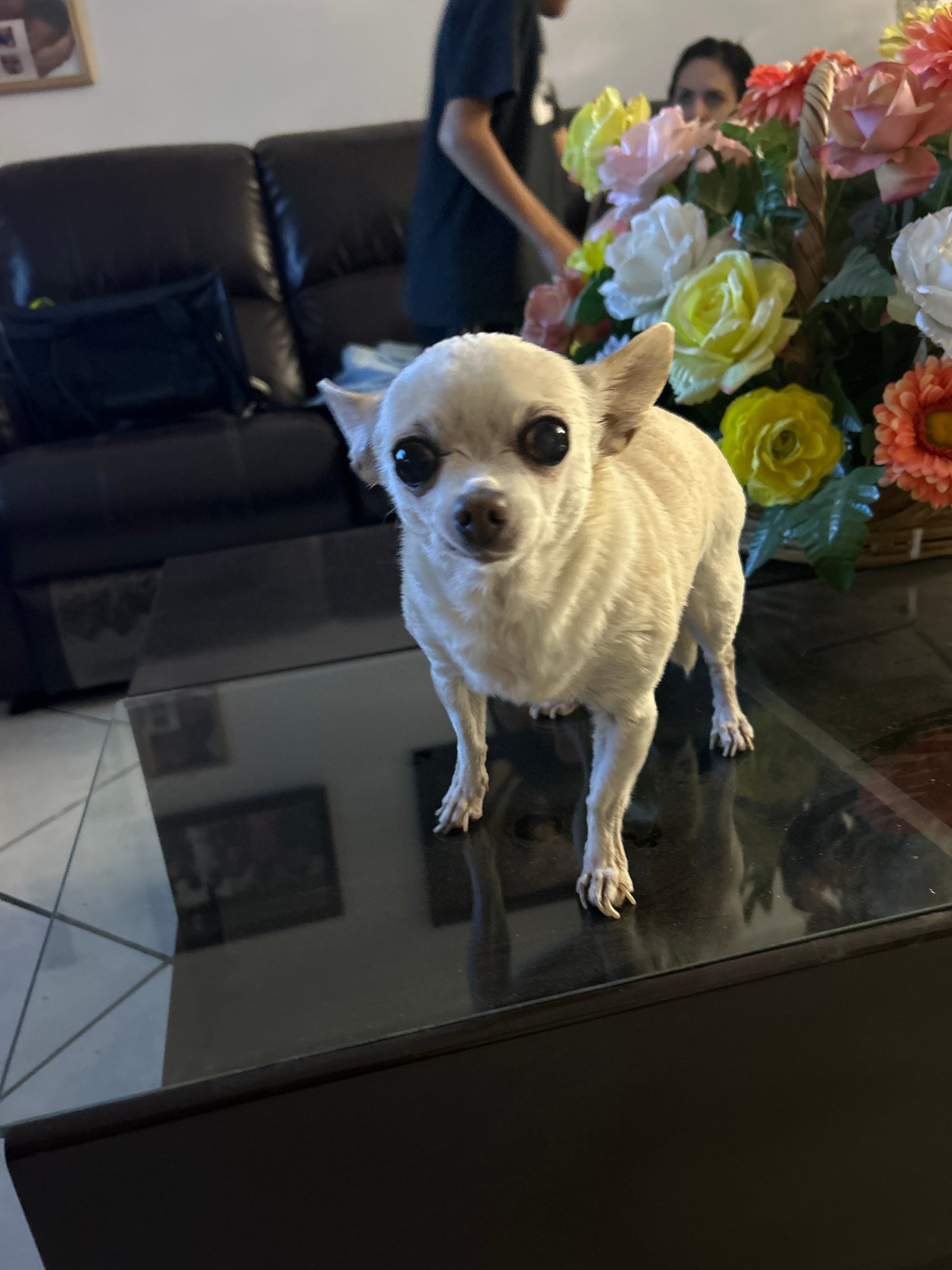 Foto de Chispa con microchip 990000014109462