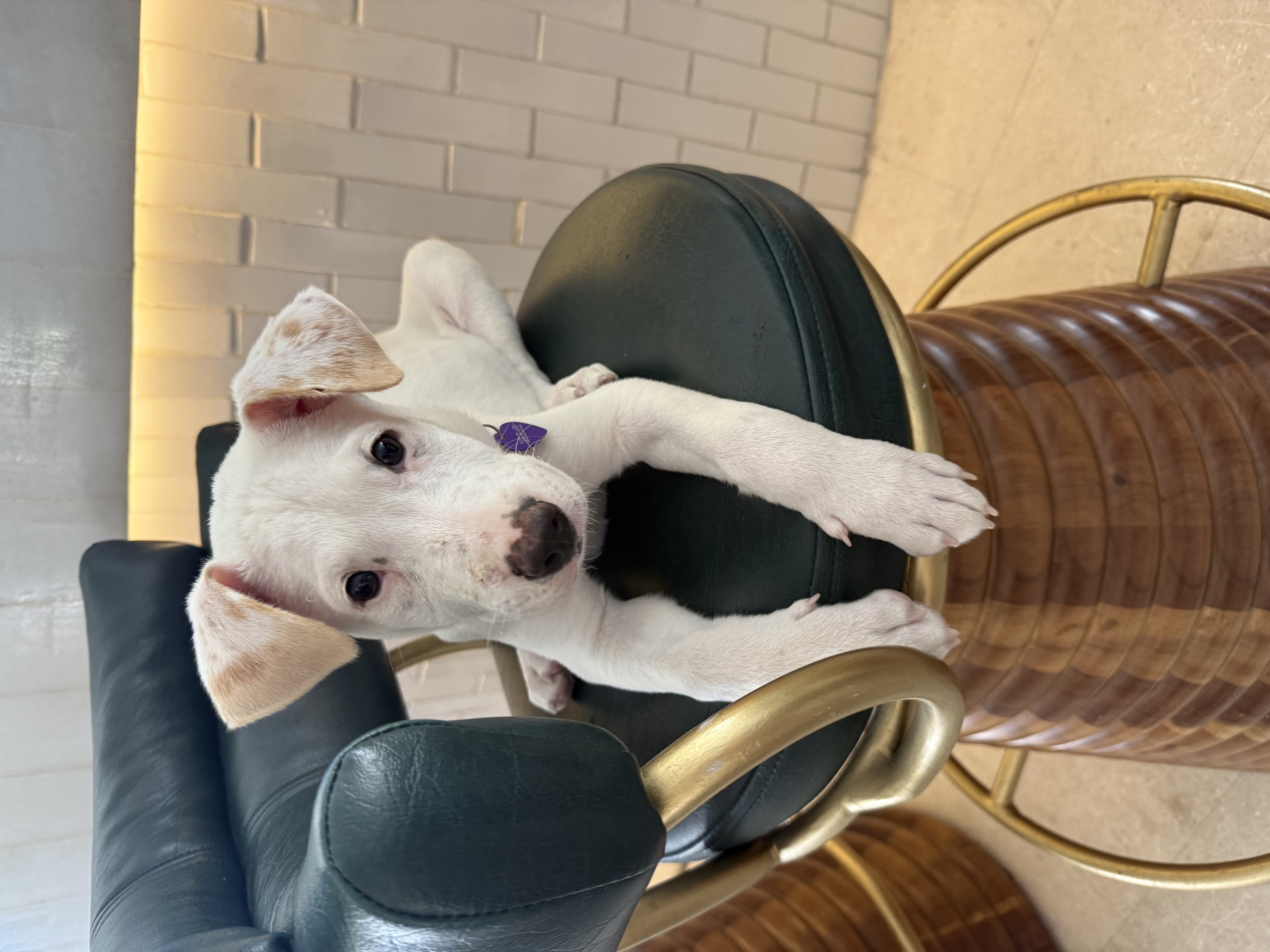Foto de Delilah Los Cabo’s Morton con microchip 990000012840553