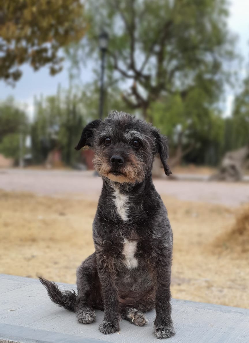 Foto de Titi con microchip 990000014164204