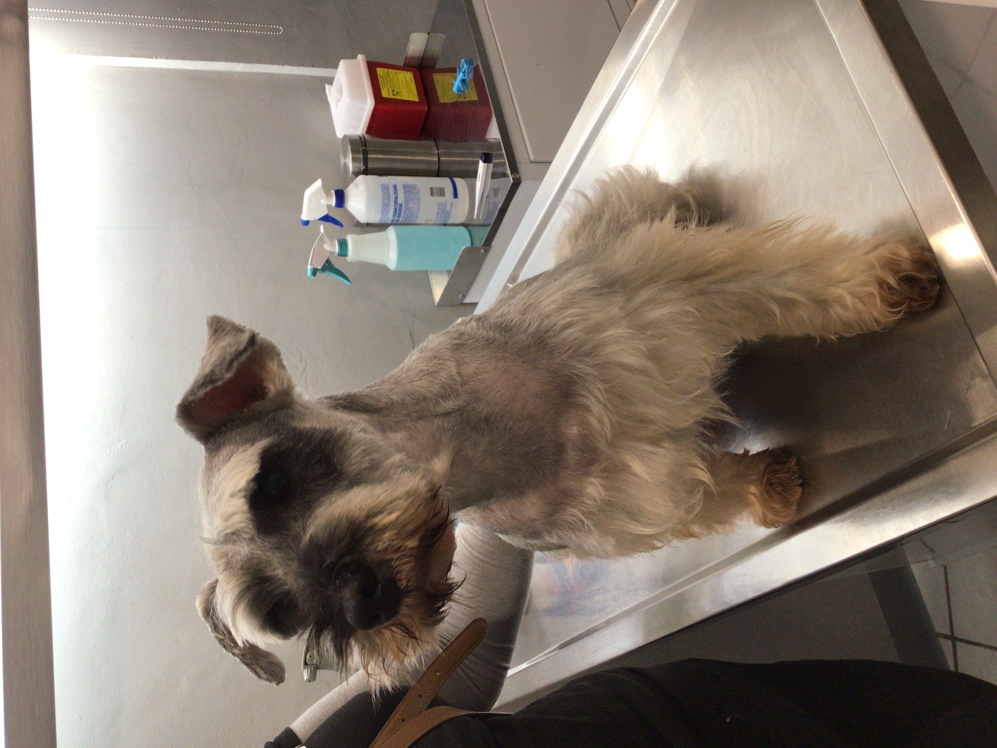 Foto de Rocky con microchip 990000014777419