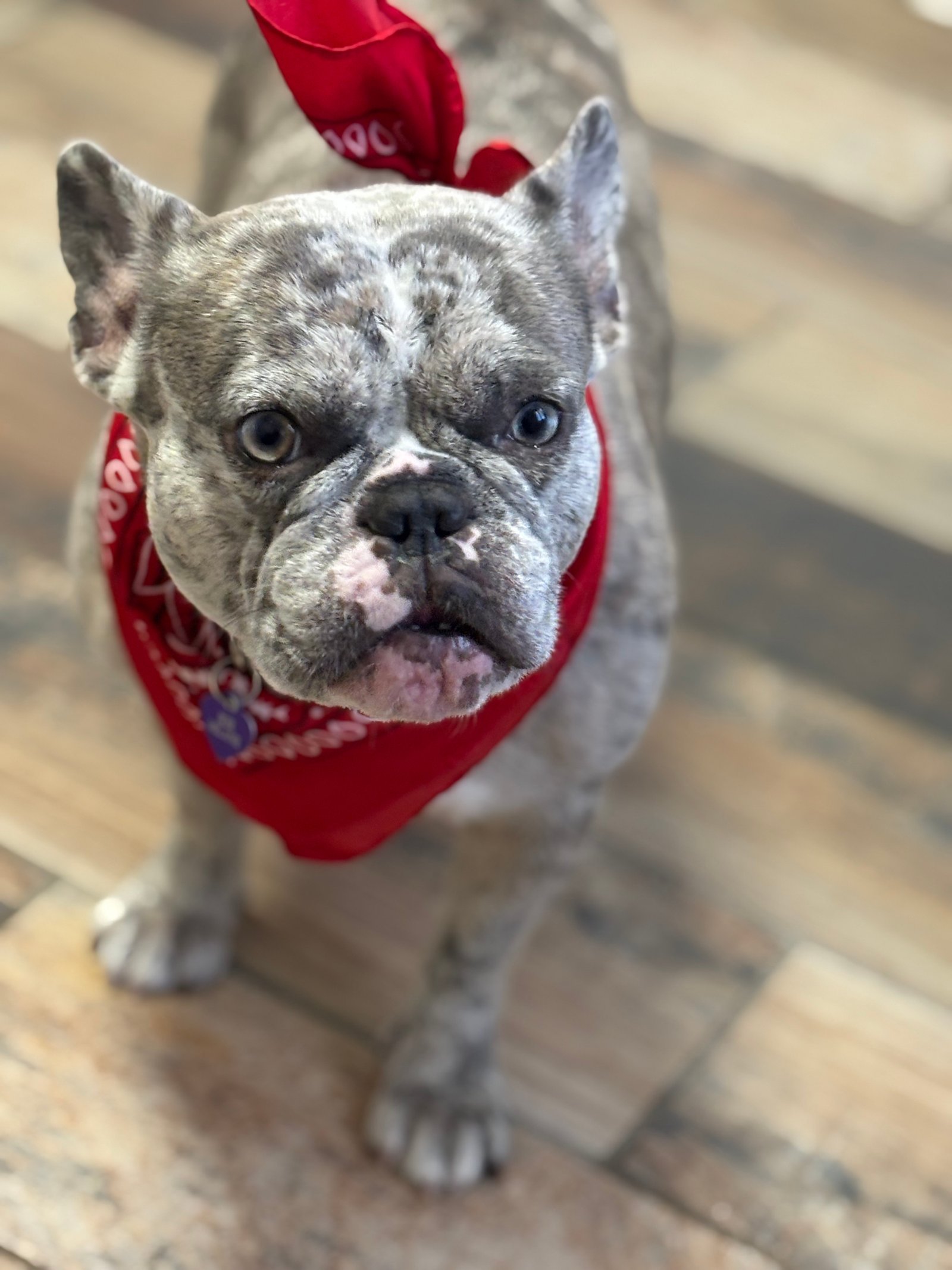Foto de Lola López con microchip 990000012848766