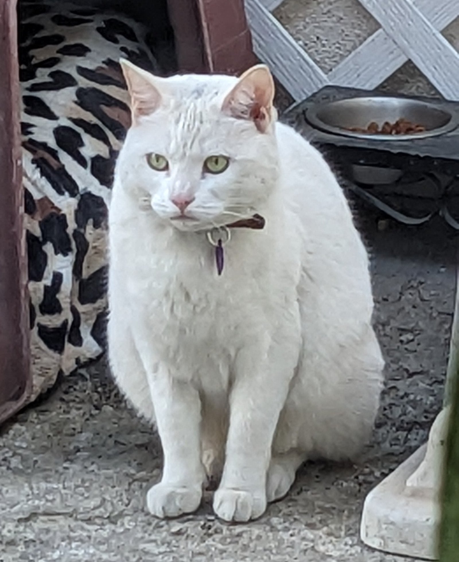 Foto de Kilaya con microchip 990000014774699
