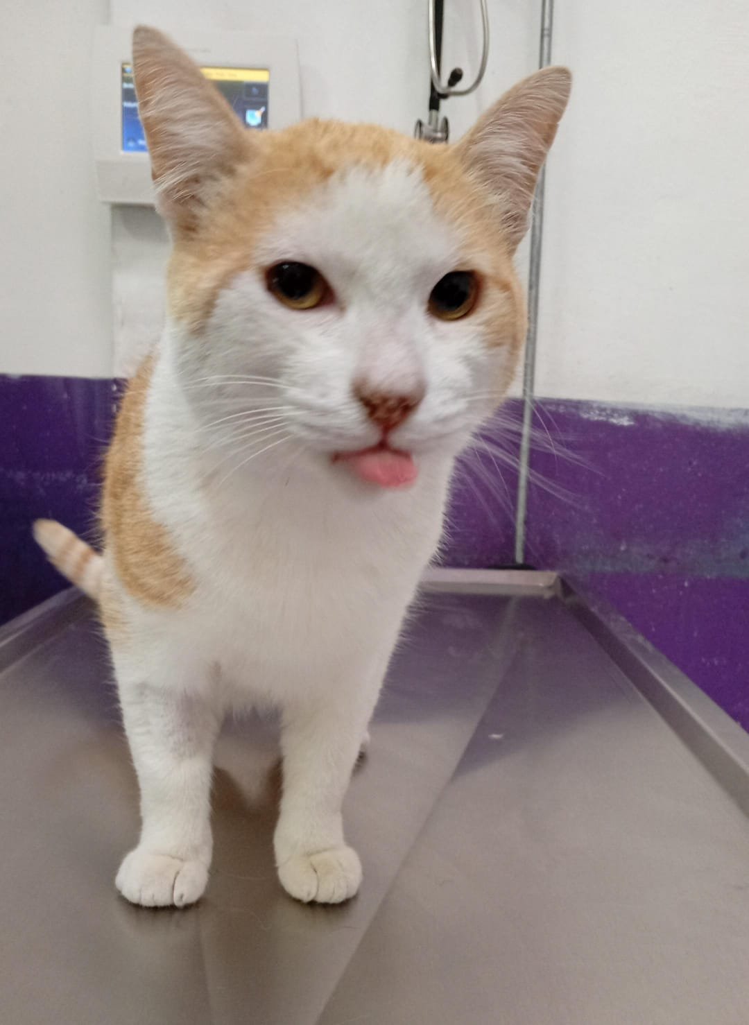 Foto de guero con microchip 990000012835653