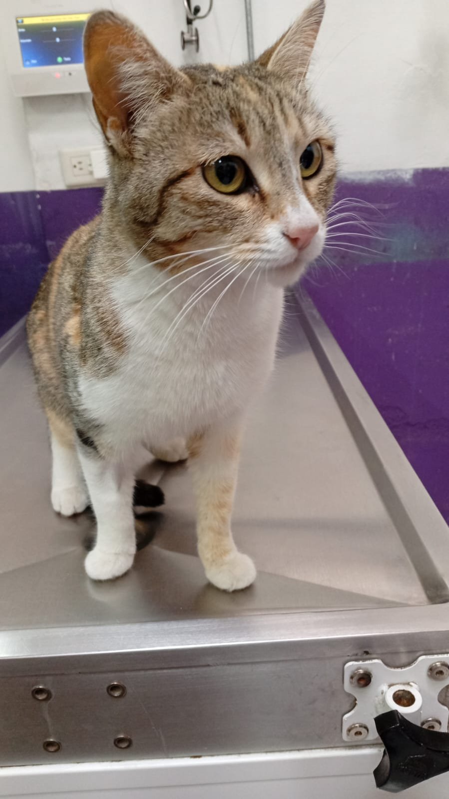 Foto de charlotte con microchip 990000012841669