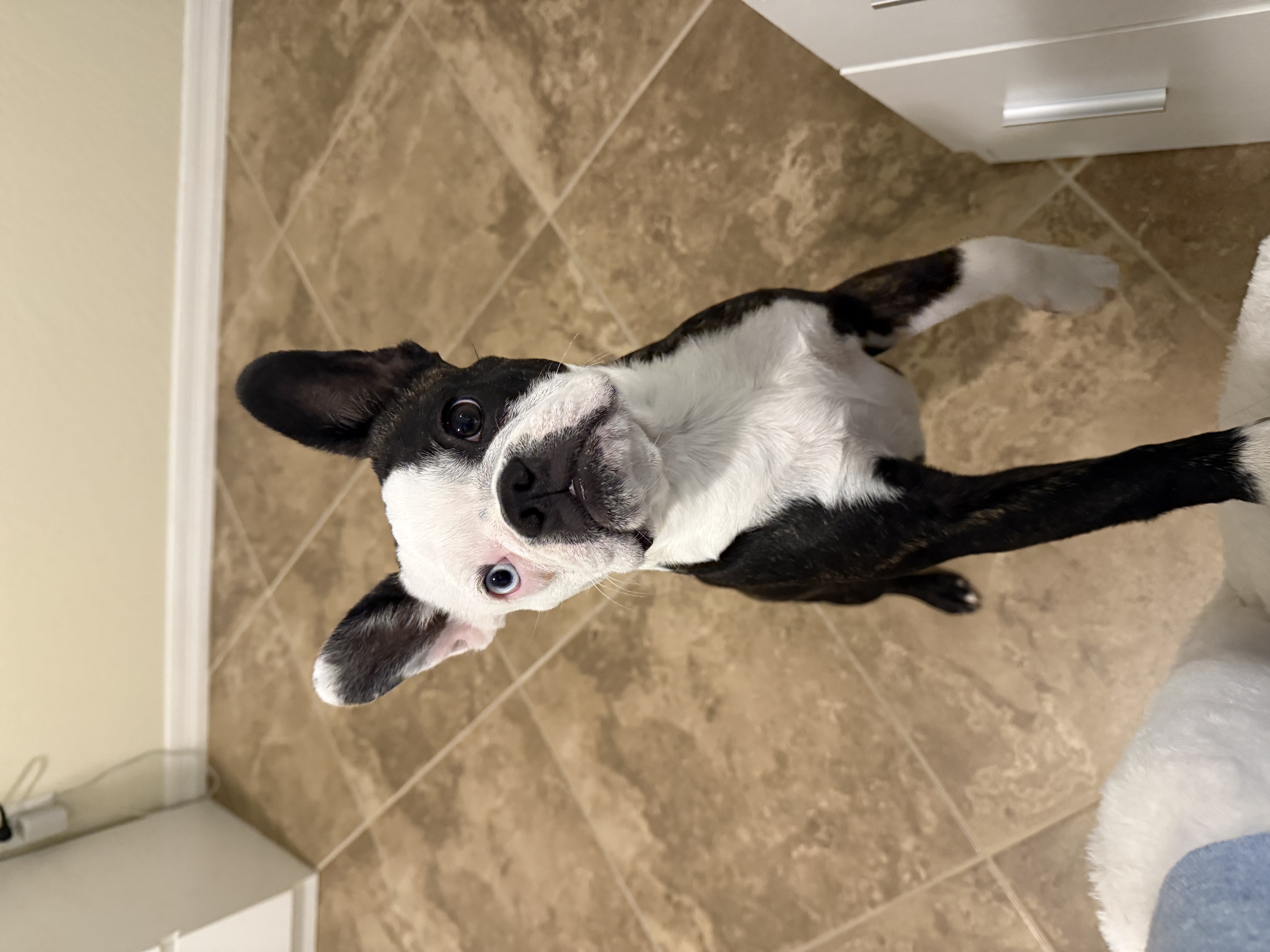 Foto de PINKY con microchip 990000012839193