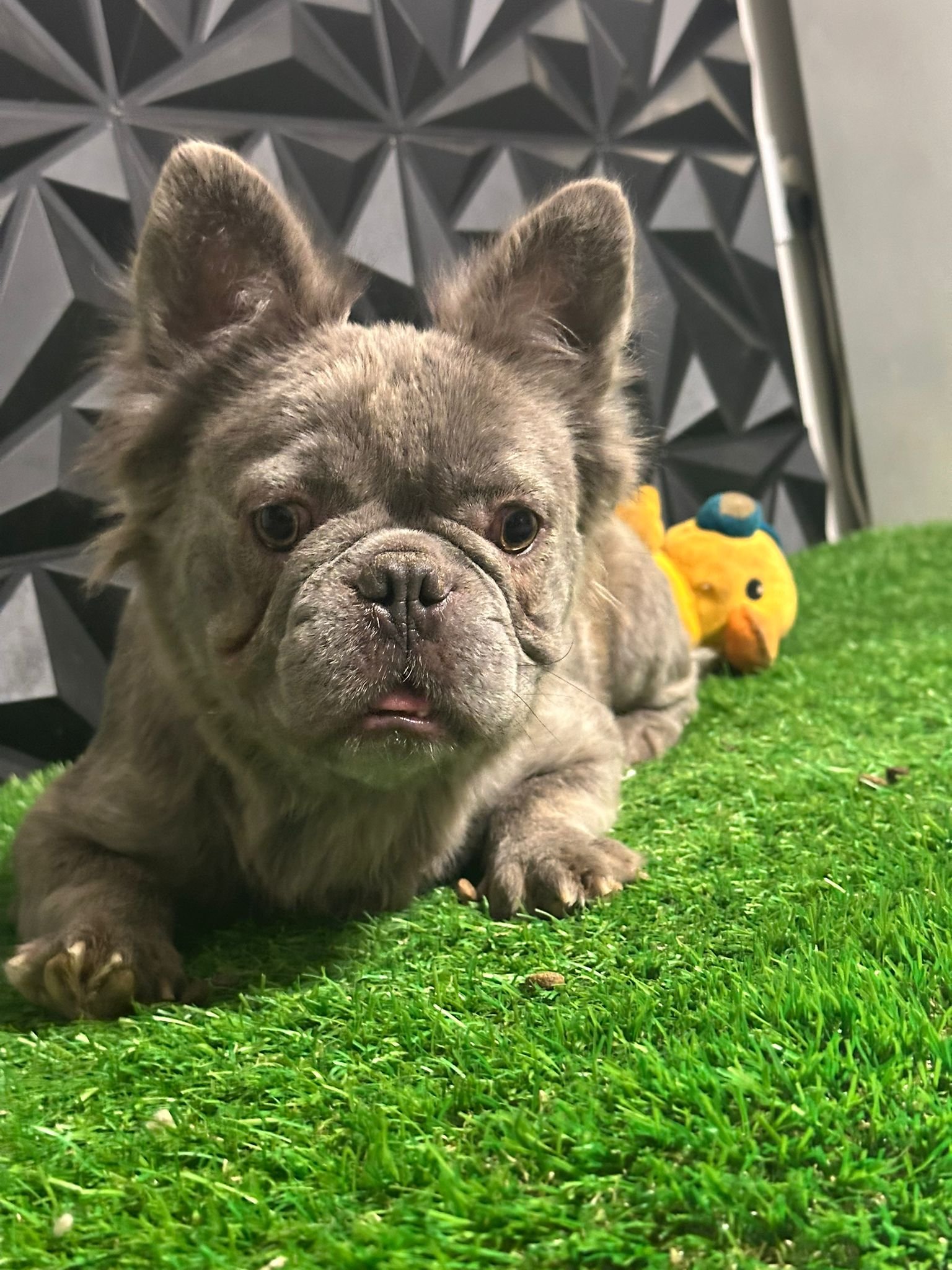 Foto de Prada con microchip 990000012820735