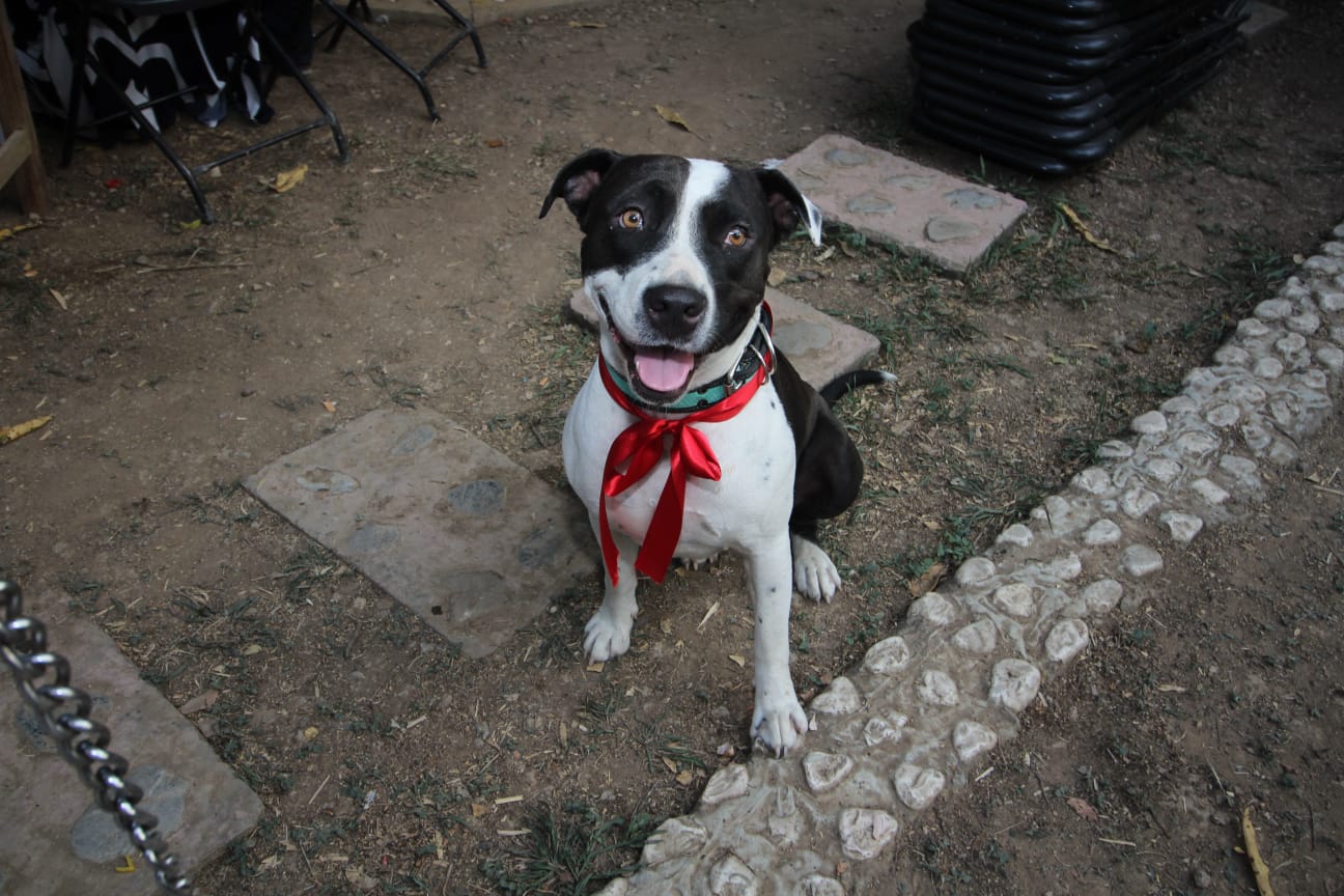 Foto de Manchas con microchip 990000014164917
