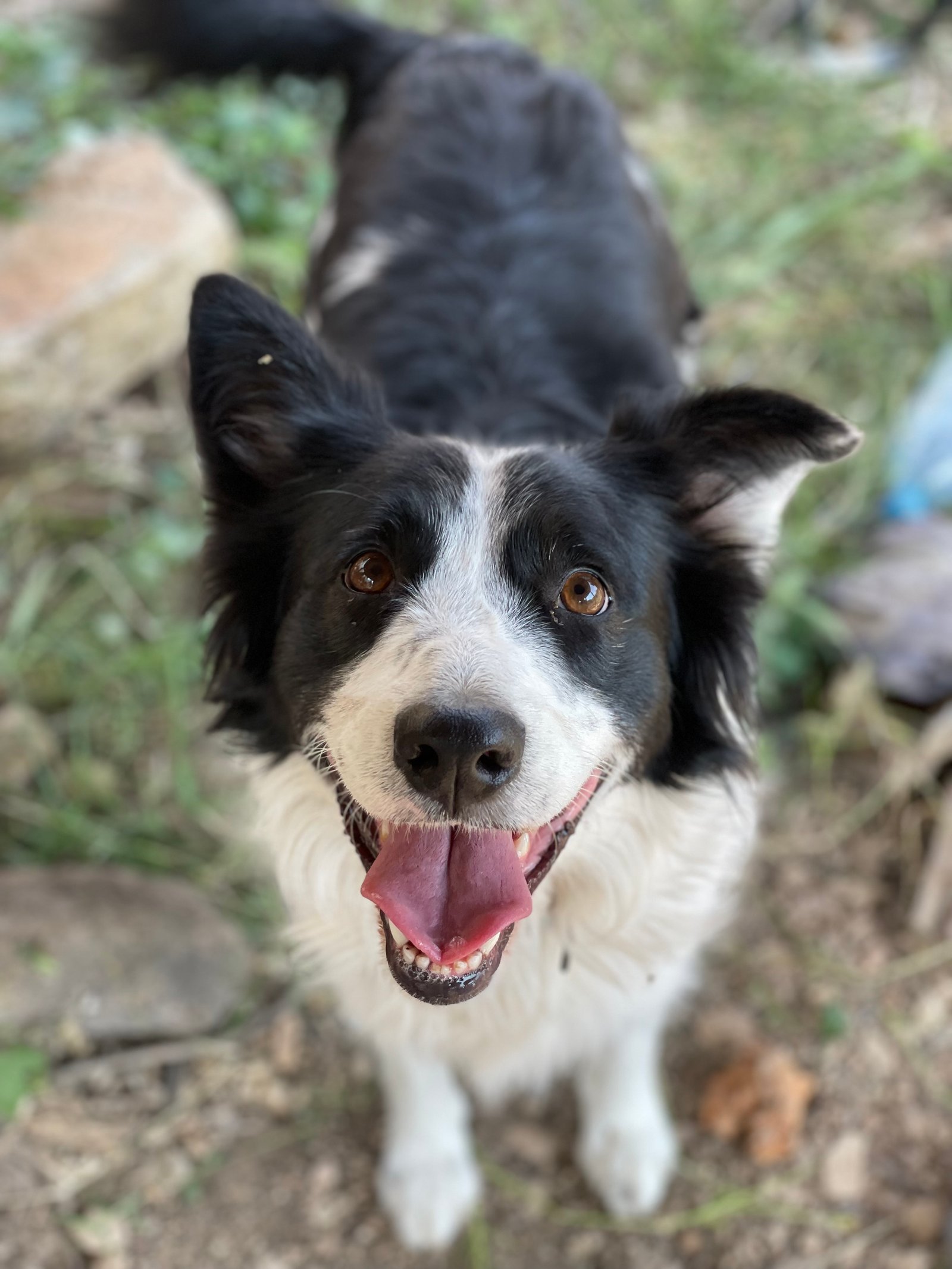 Foto de Nezuko con microchip 990000014164886