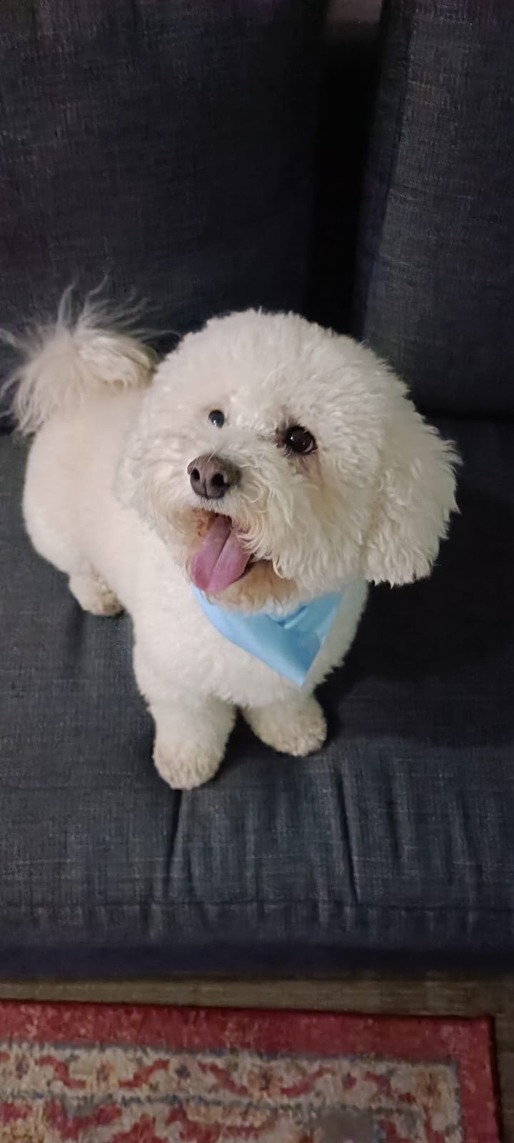 Foto de MOSHI con microchip 990000014771281