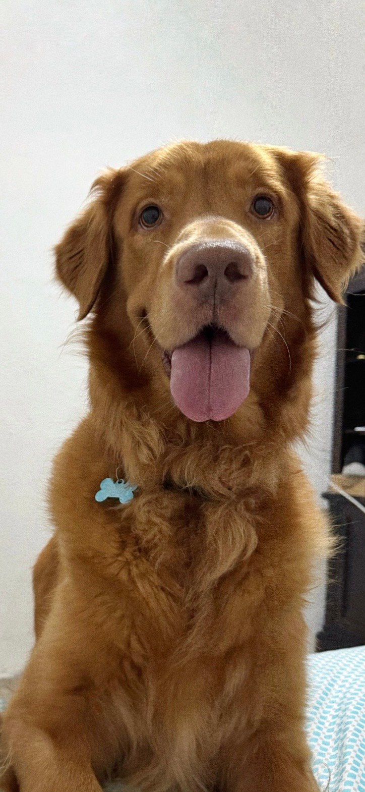 Foto de Kenai con microchip 990000014780126