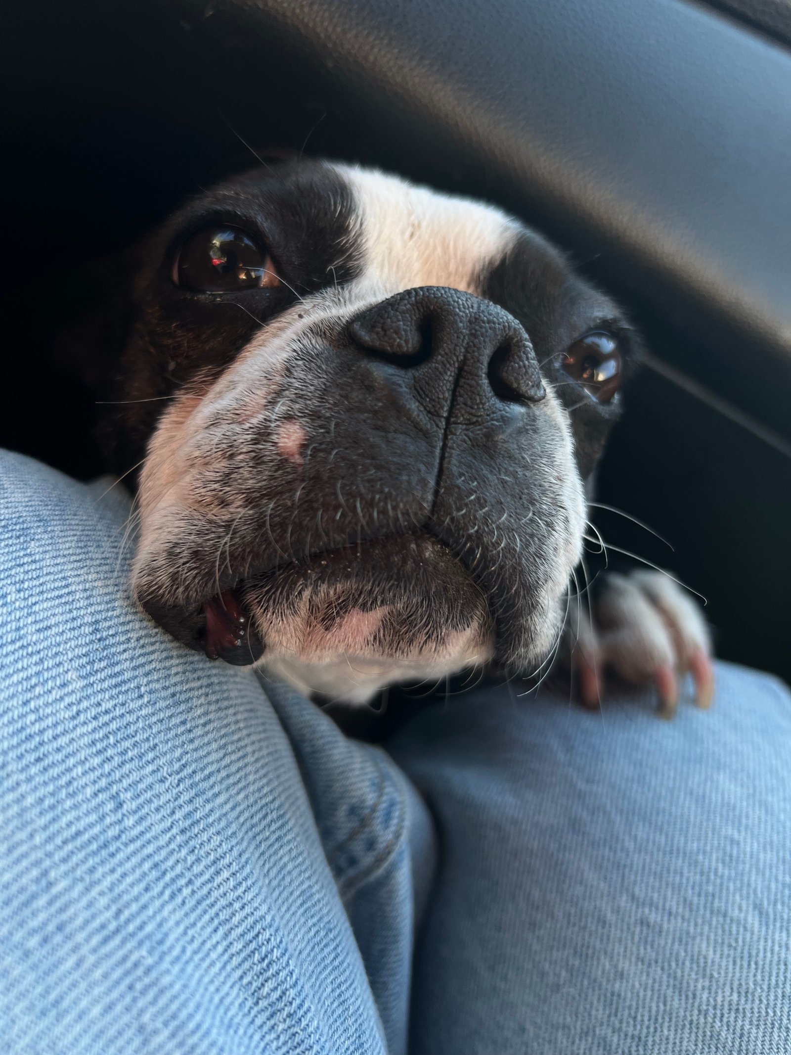Foto de Edzio con microchip 990000012838692