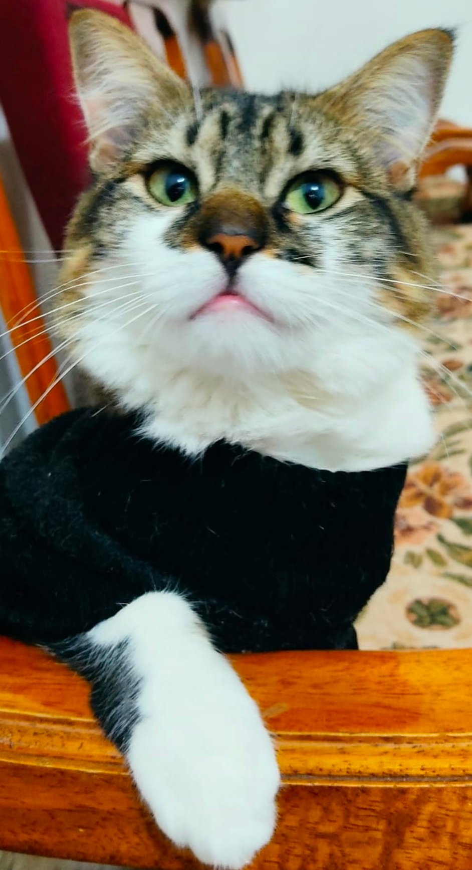 Foto de Molly con microchip 990000012839552