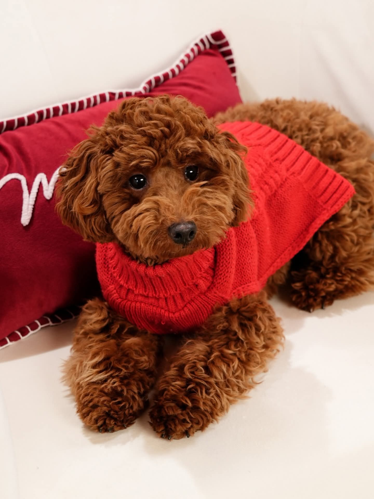 Foto de HARRY con microchip 900217000814430